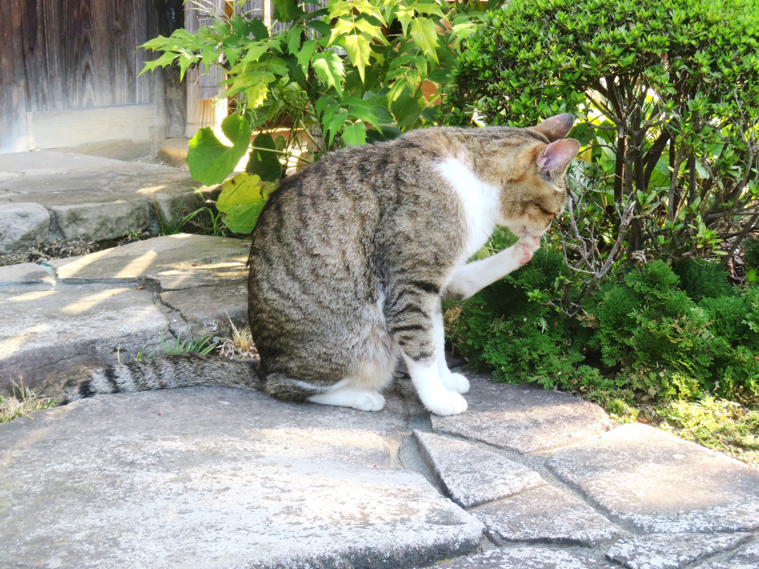 ねこ、風太　巡回