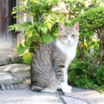 ねこ、風太　巡回