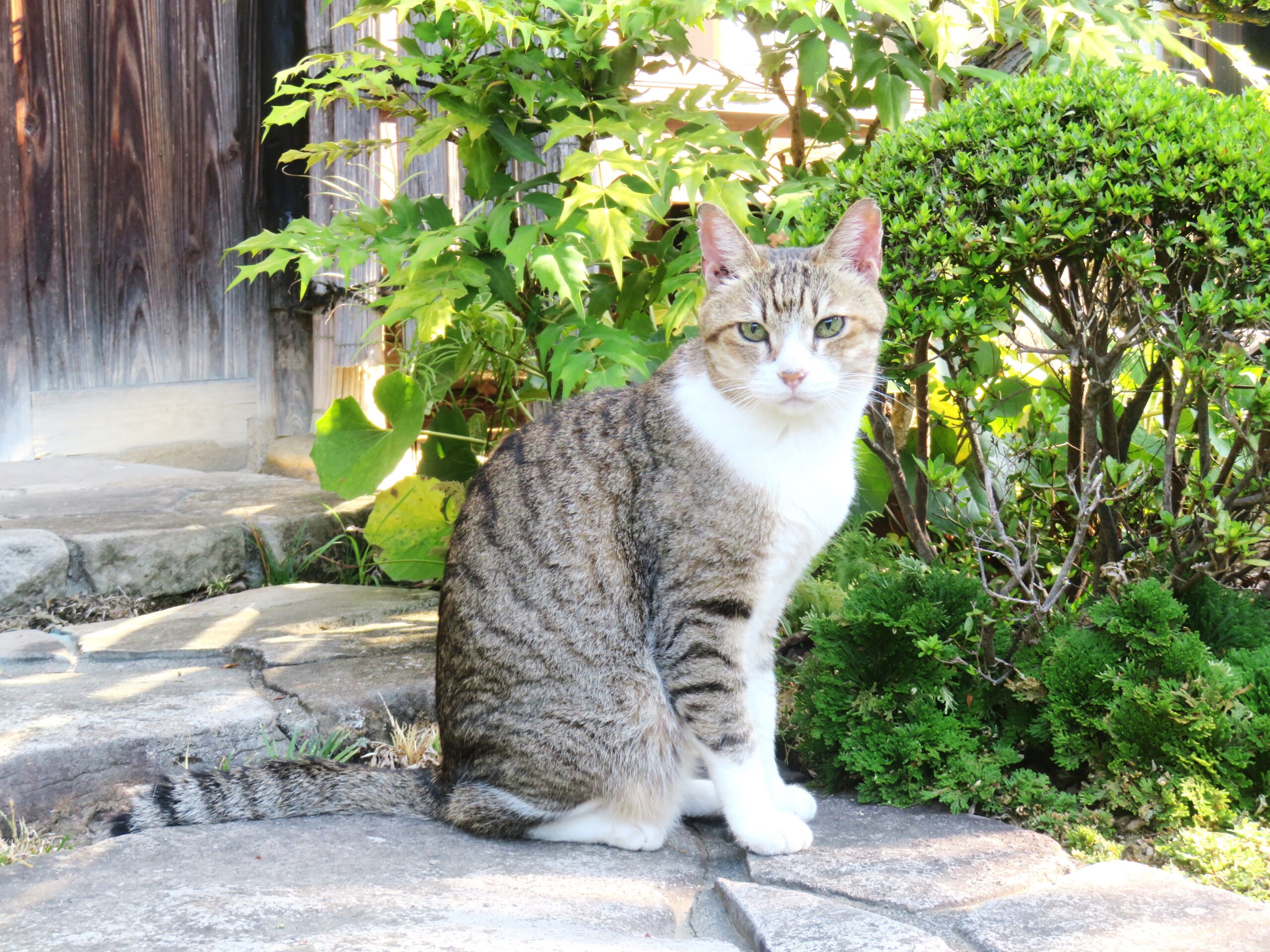 ねこ、風太　巡回