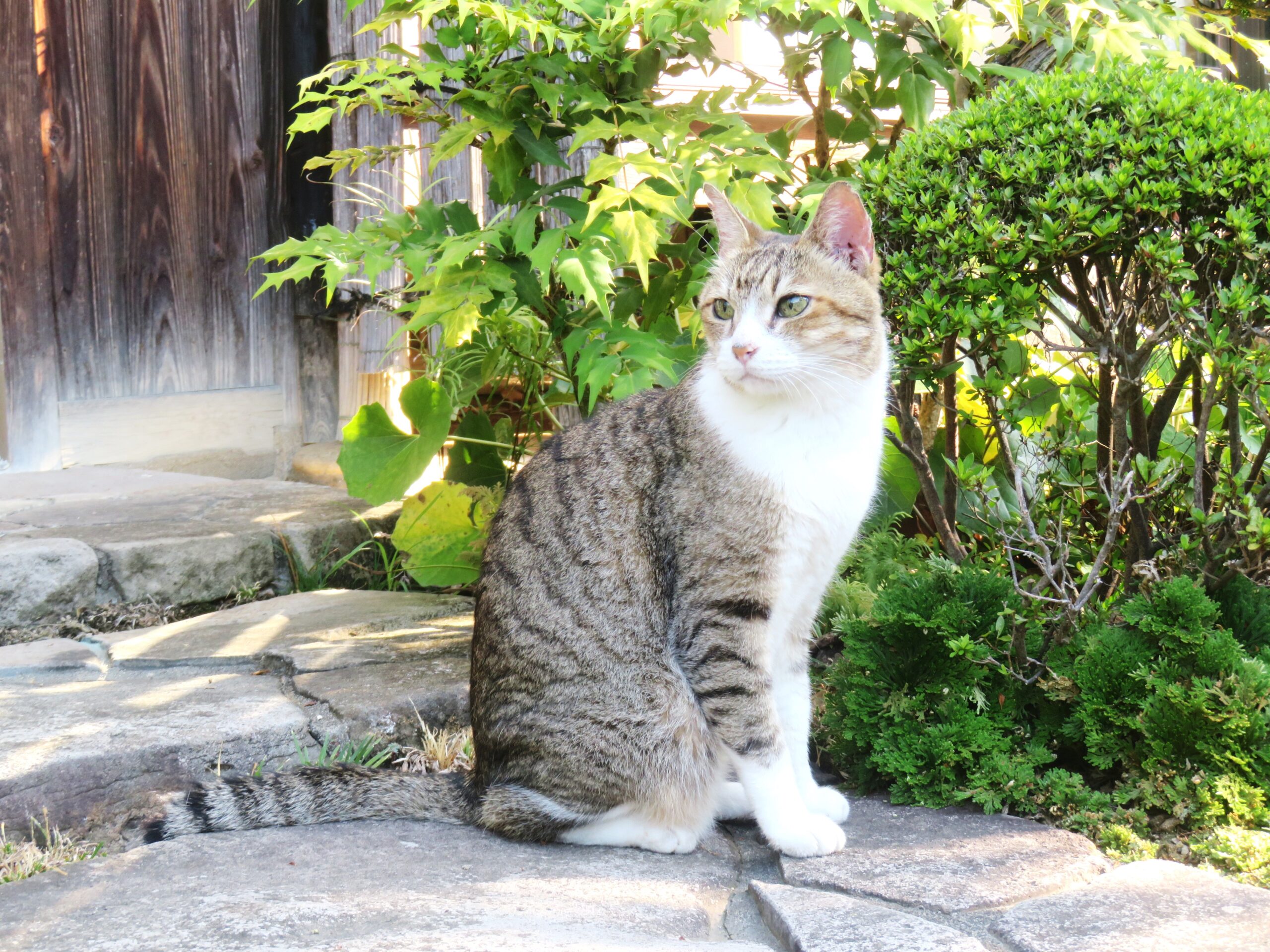 ねこ、風太　巡回
