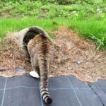 ねこ、風太　巡回