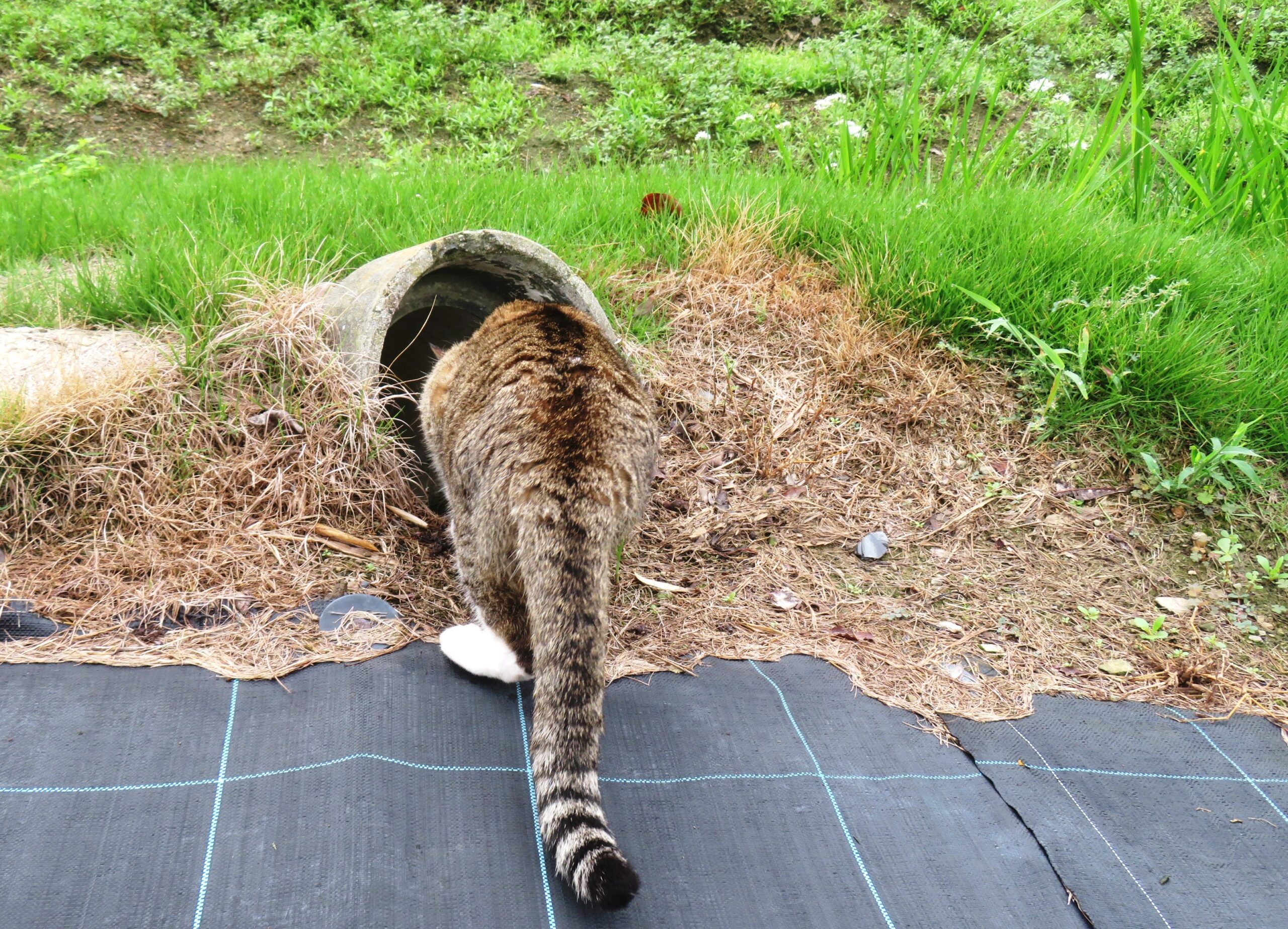 ねこ、風太 巡回