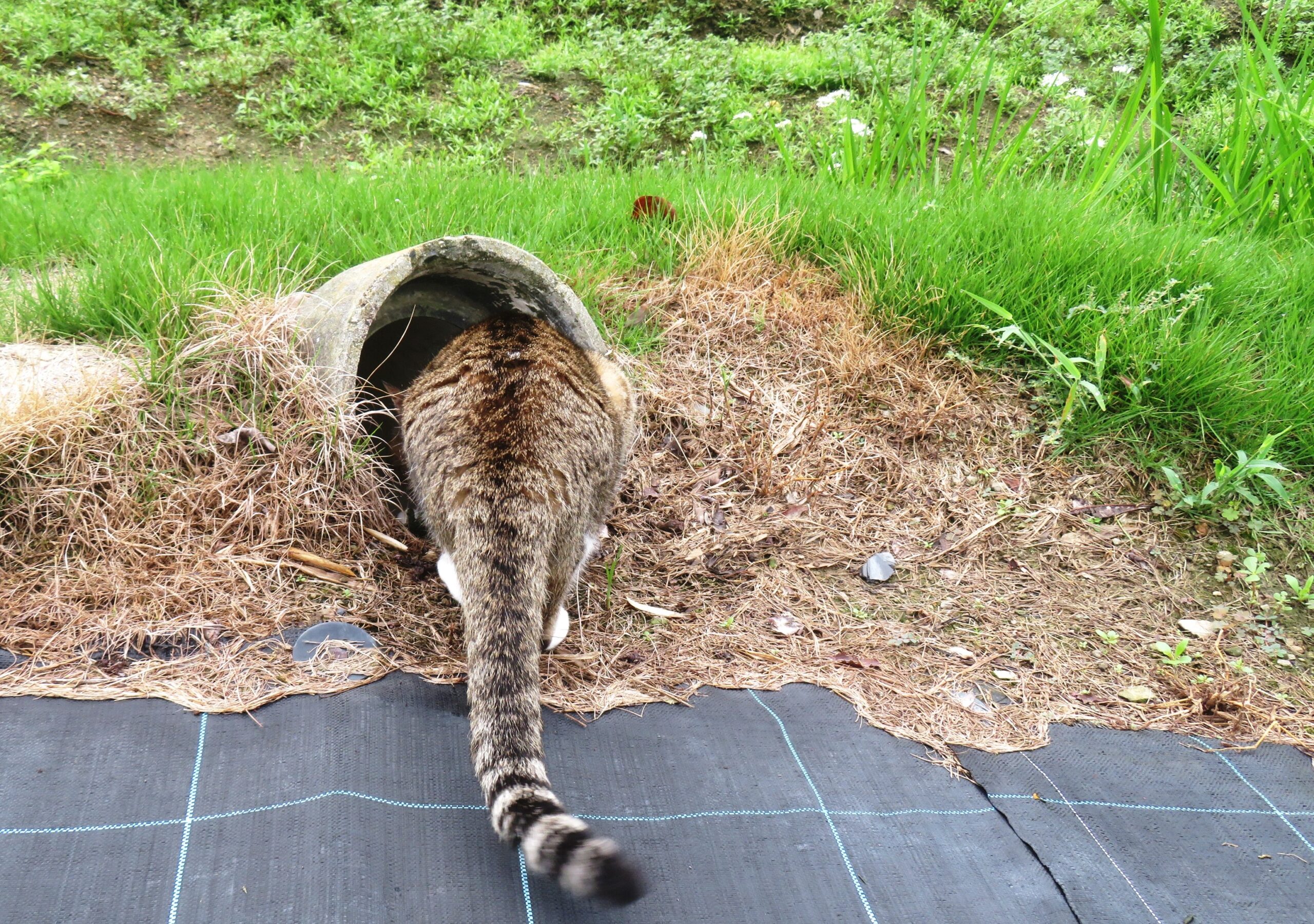 ねこ、風太 巡回