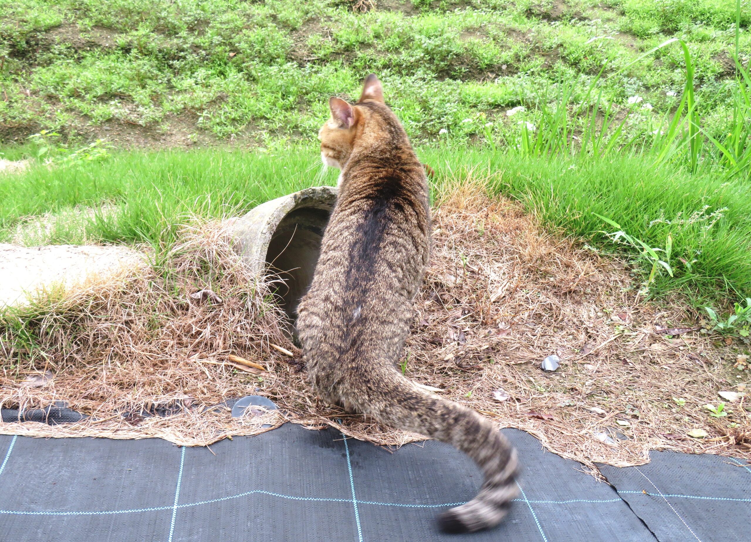ねこ、風太 巡回