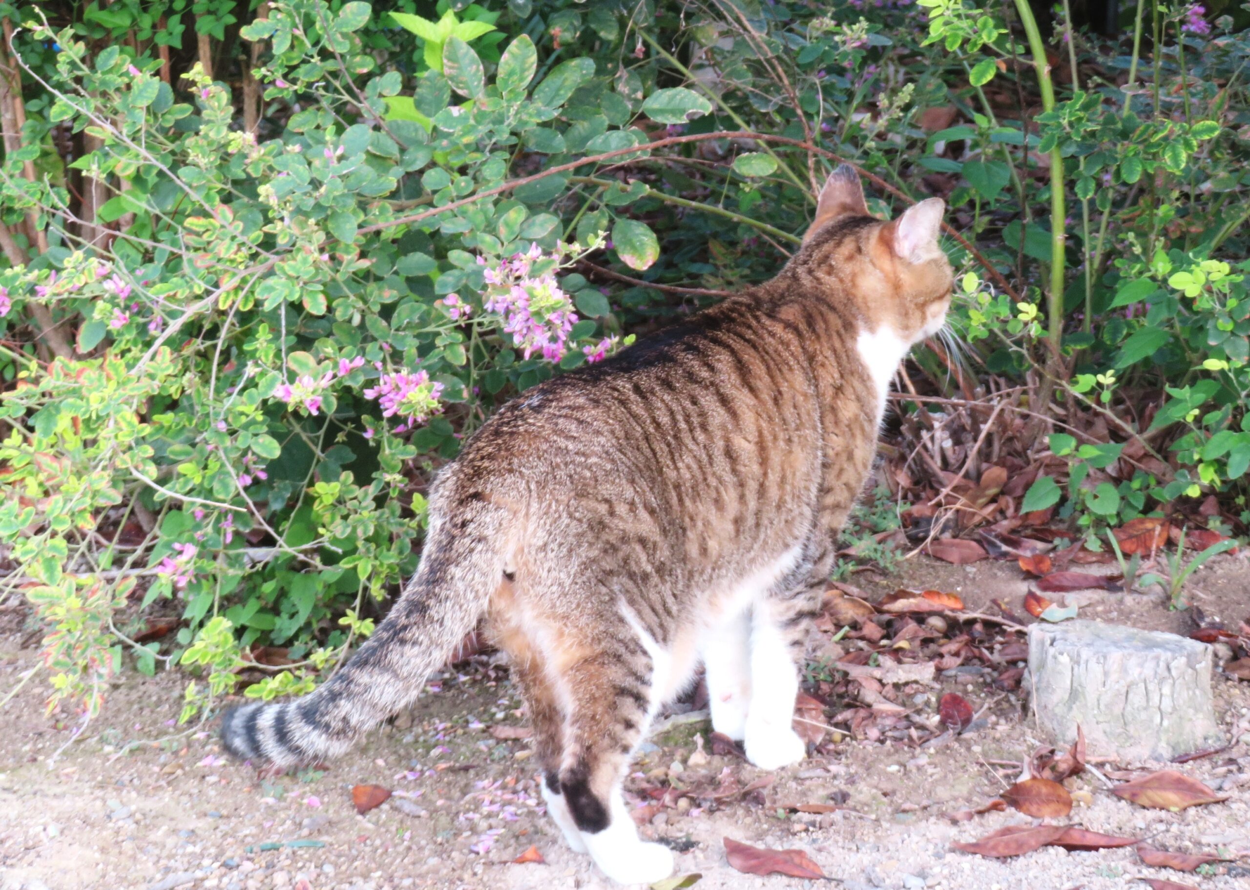 ねこ、風太　巡回