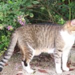 ねこ、風太　巡回