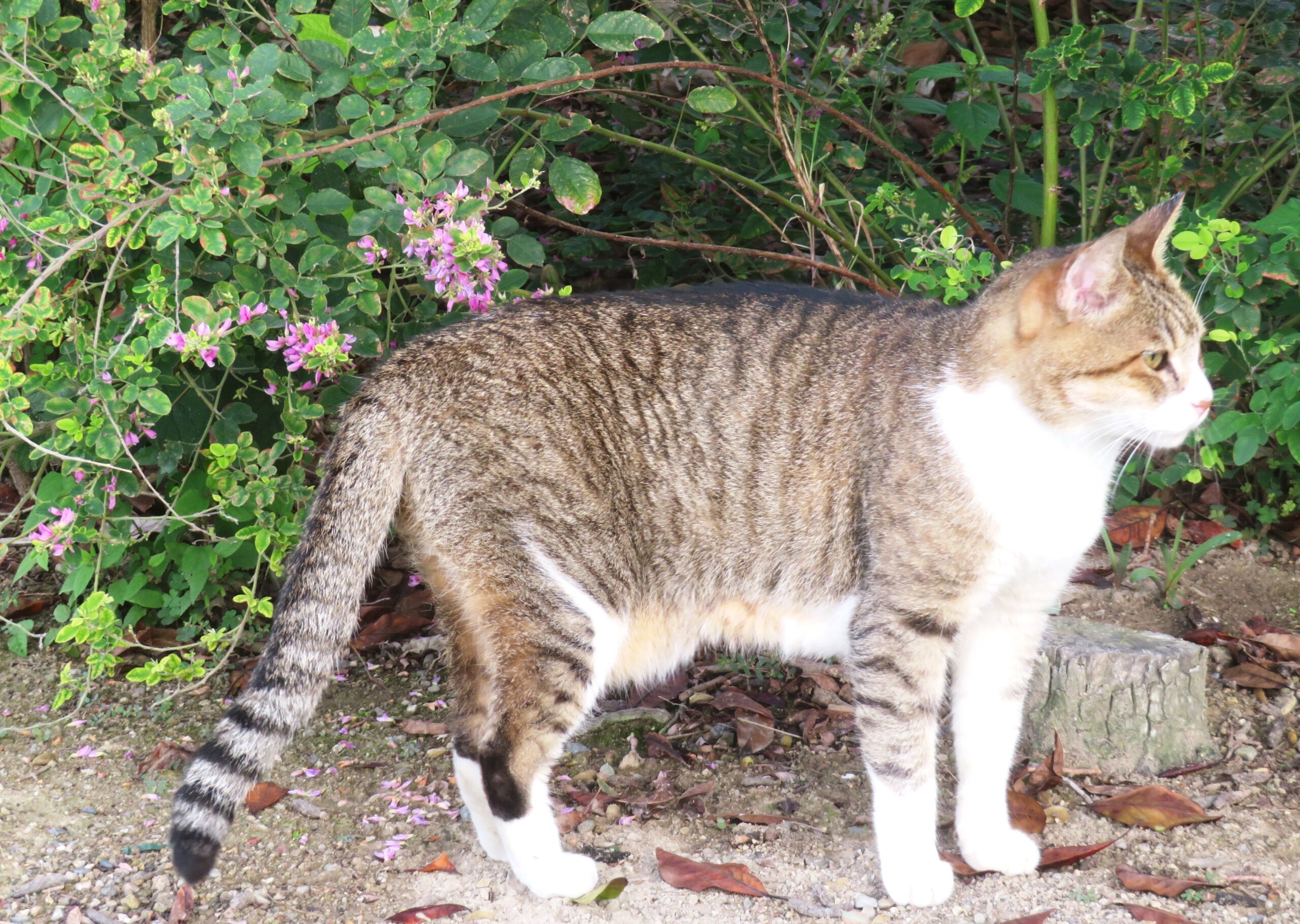 ねこ、風太　巡回