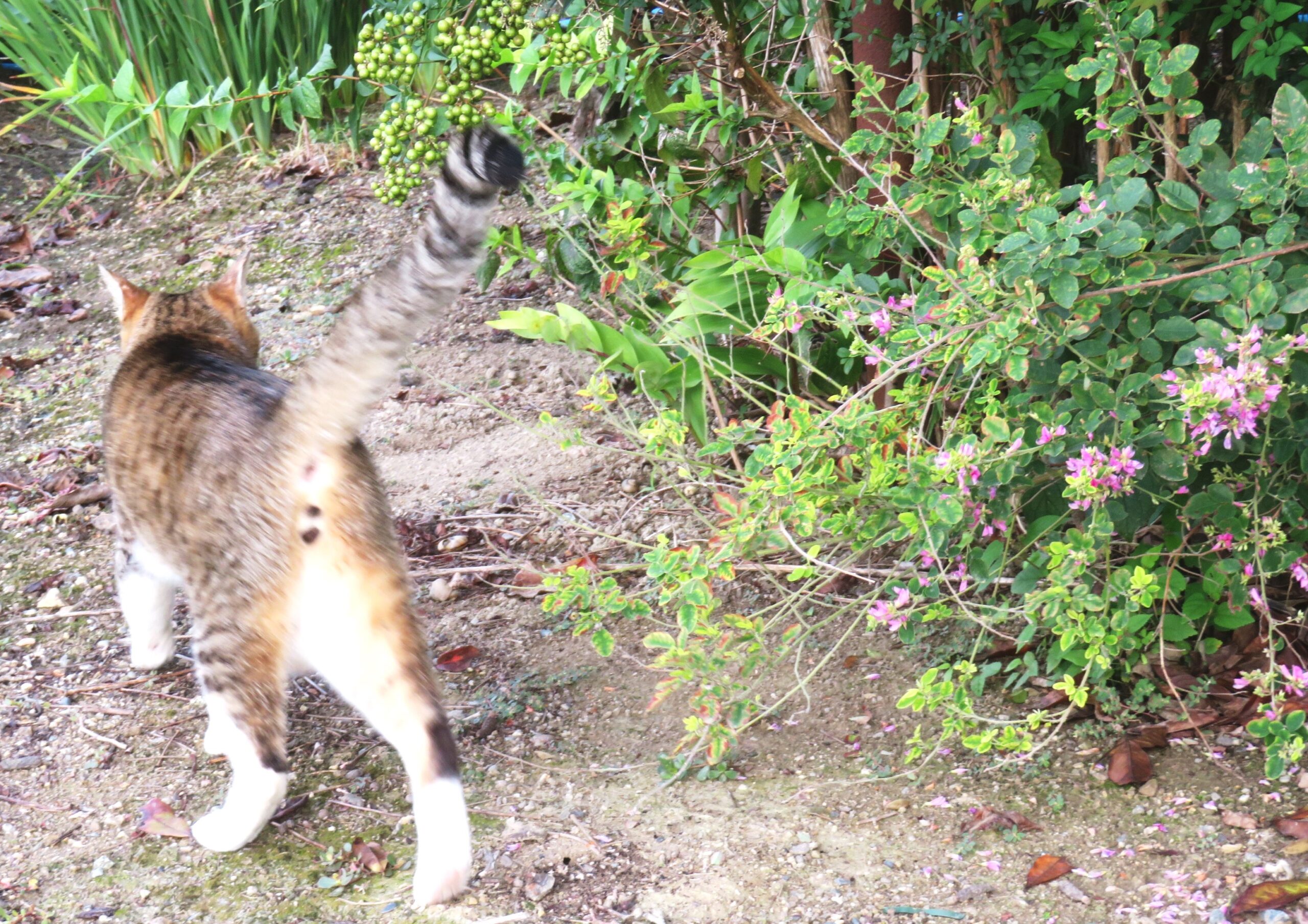 ねこ、風太　巡回