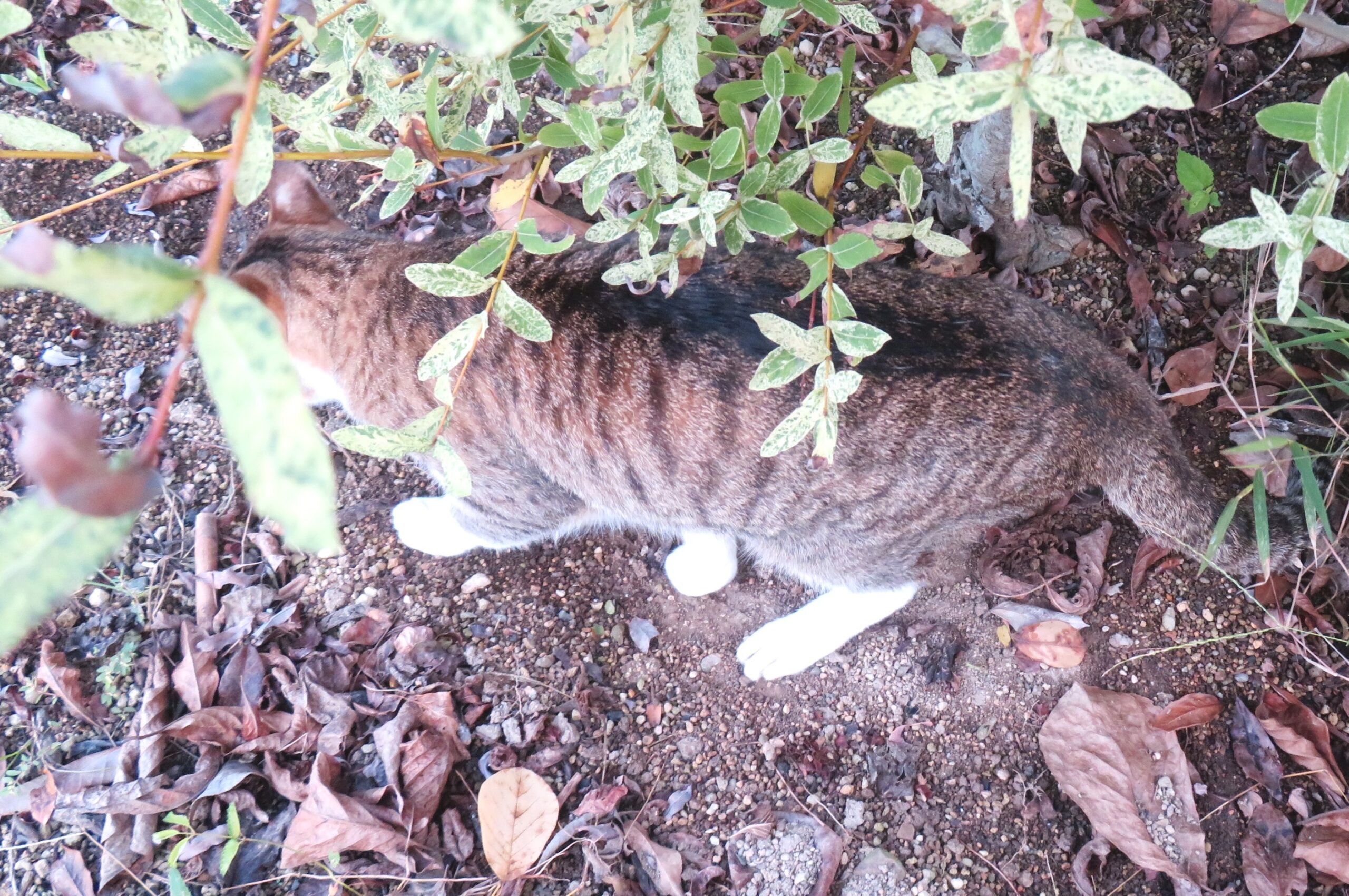 ねこ、風太　巡回