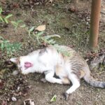 ねこ、風太　巡回