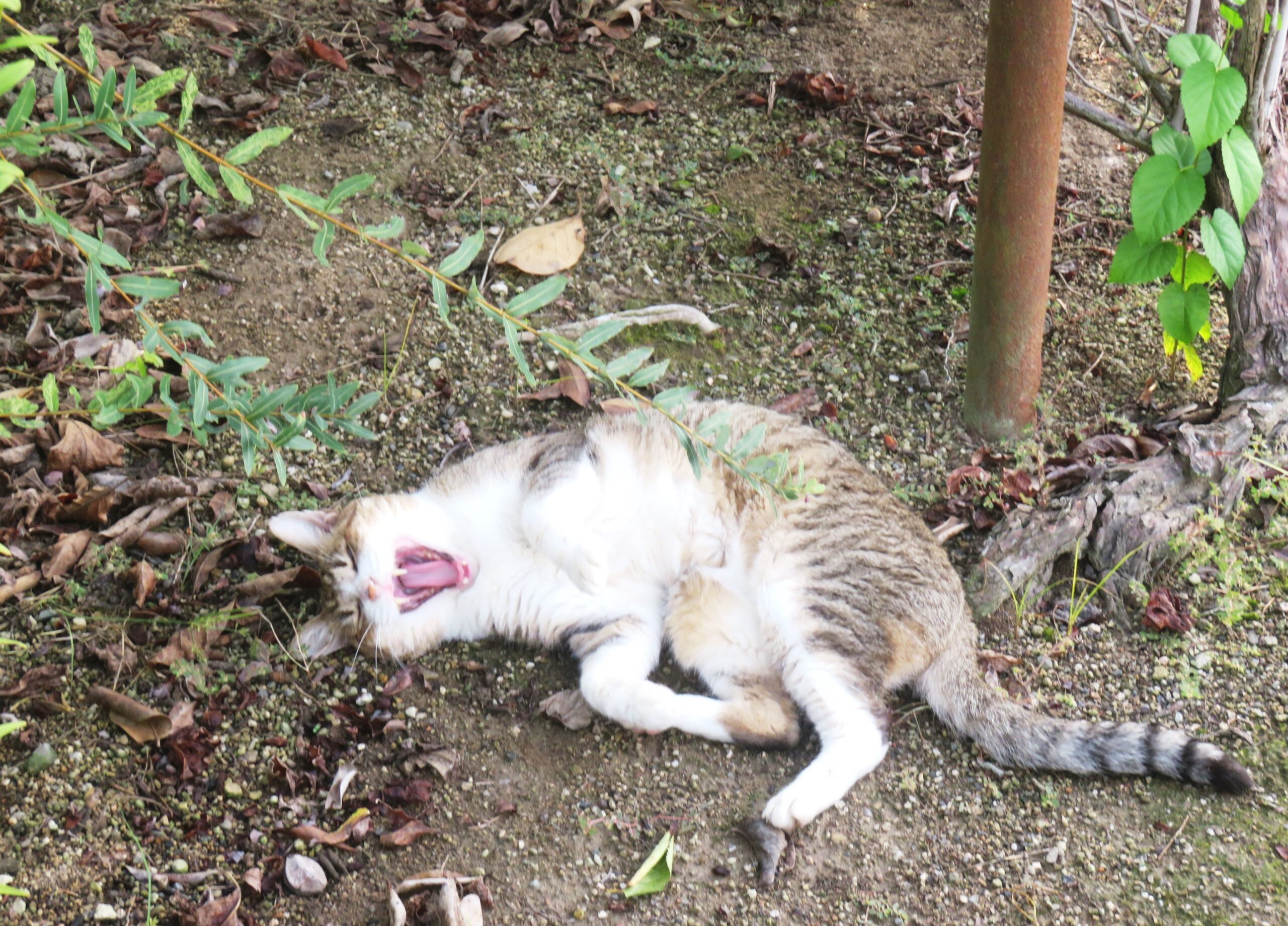 ねこ、風太　巡回