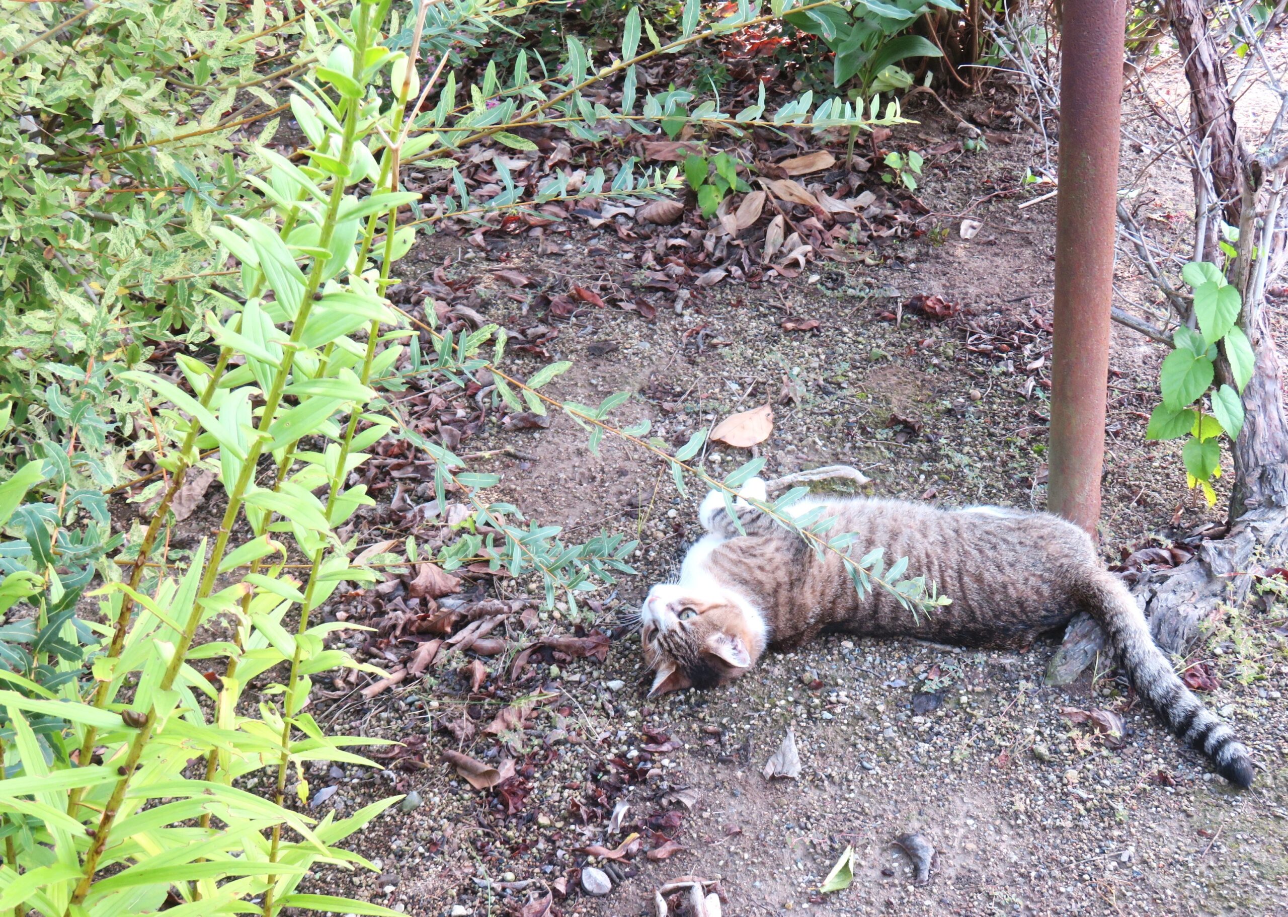 ねこ、風太　巡回