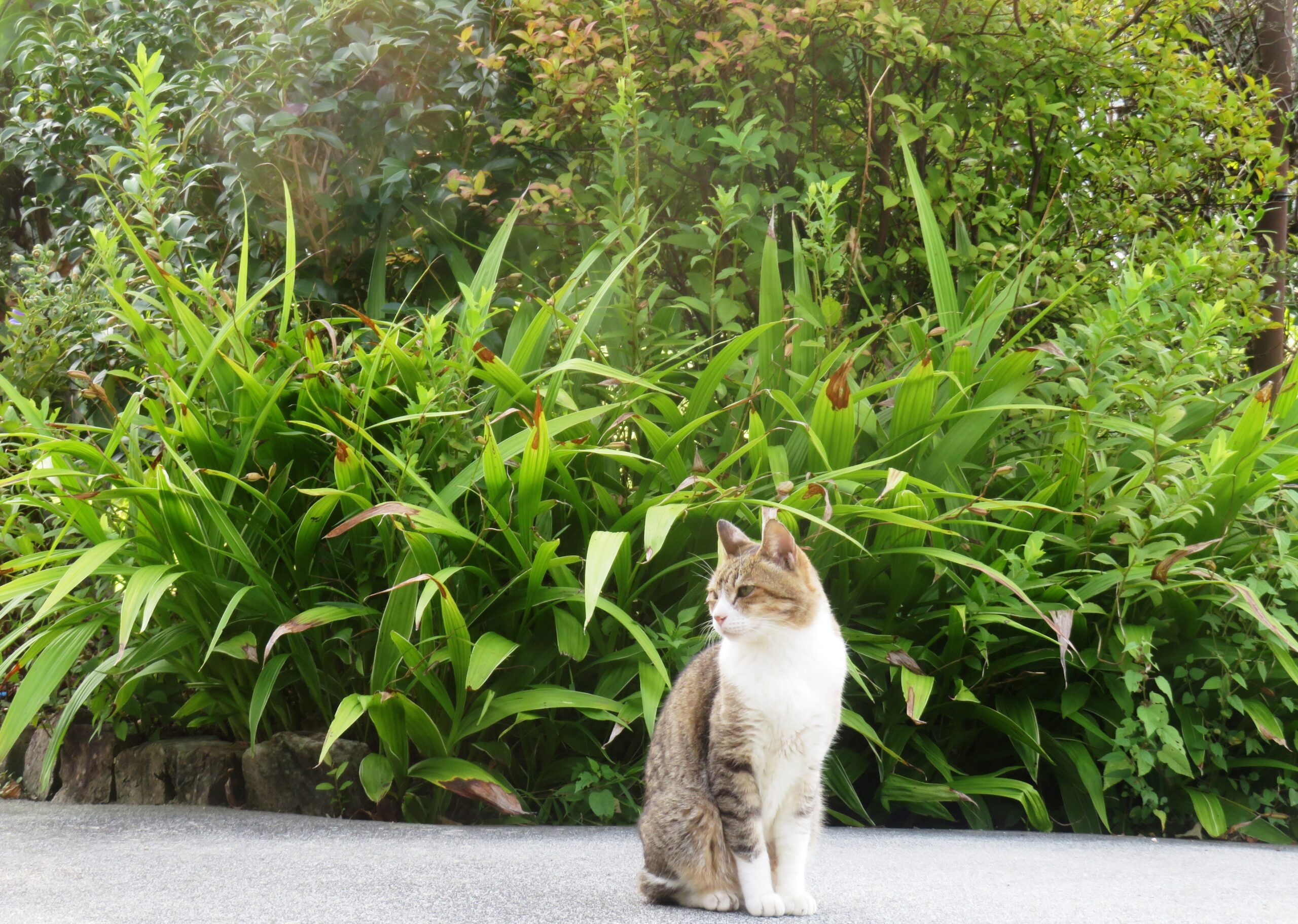 ねこ、風太 巡回