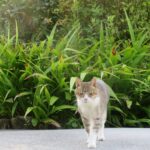 ねこ、風太　巡回