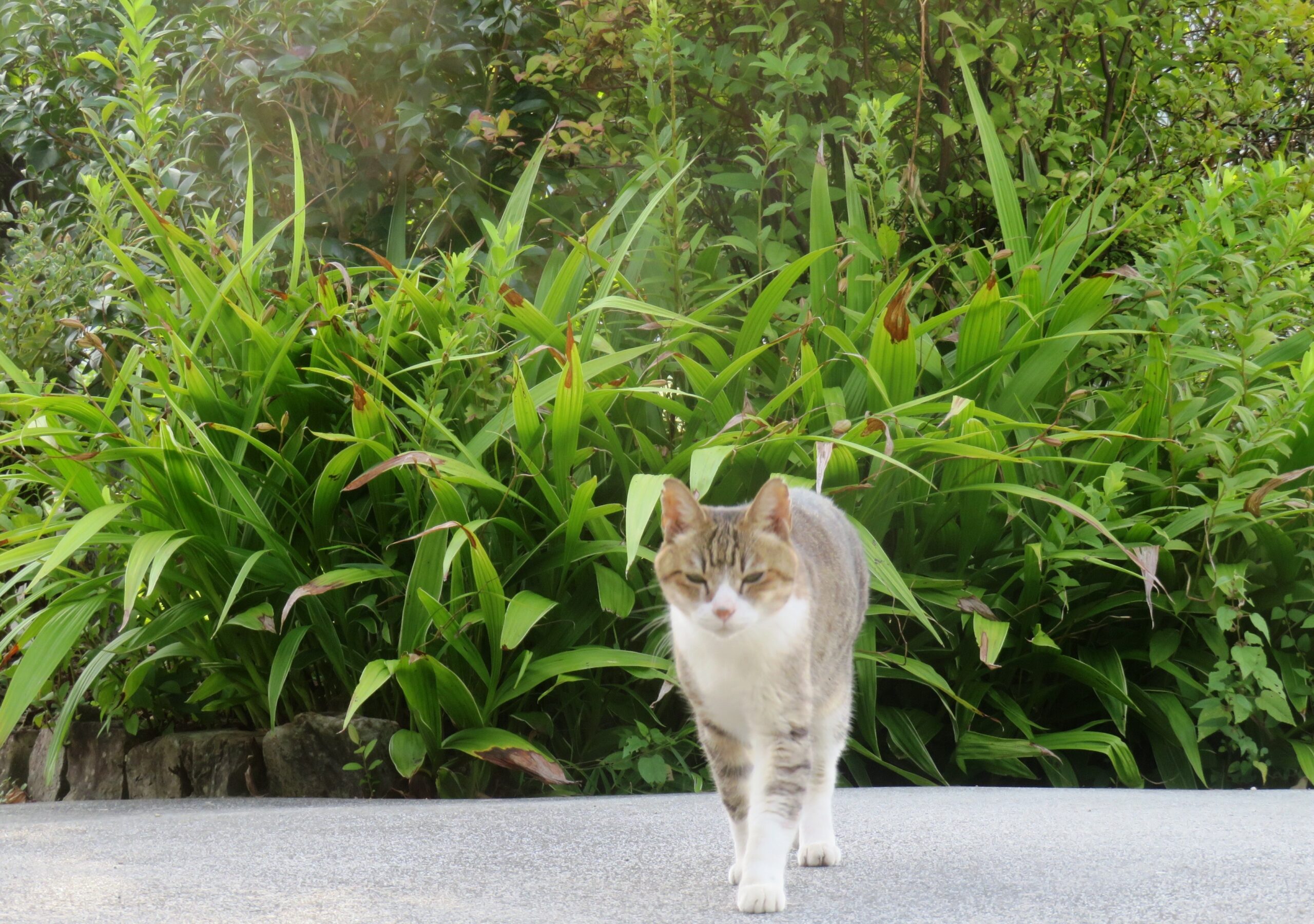 ねこ、風太 巡回