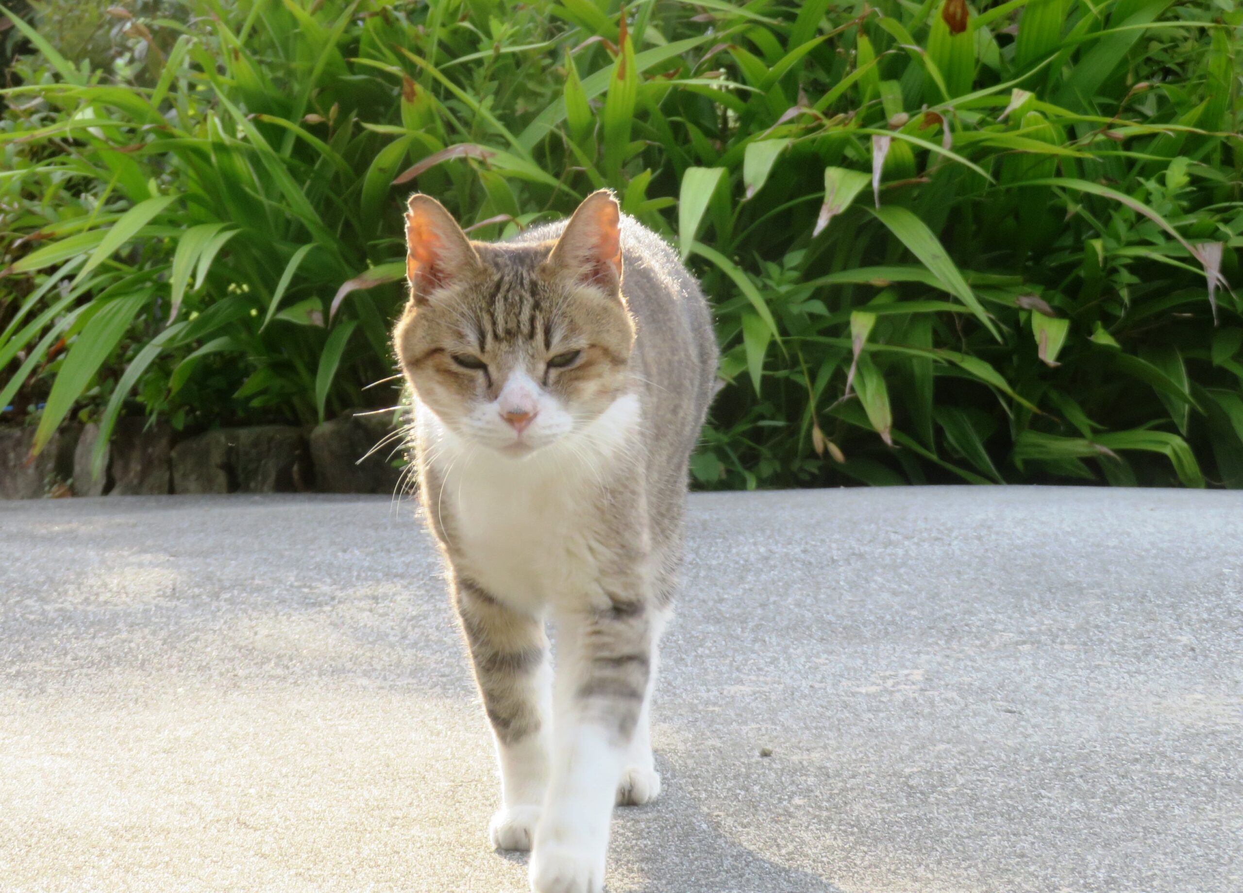 ねこ、風太 巡回