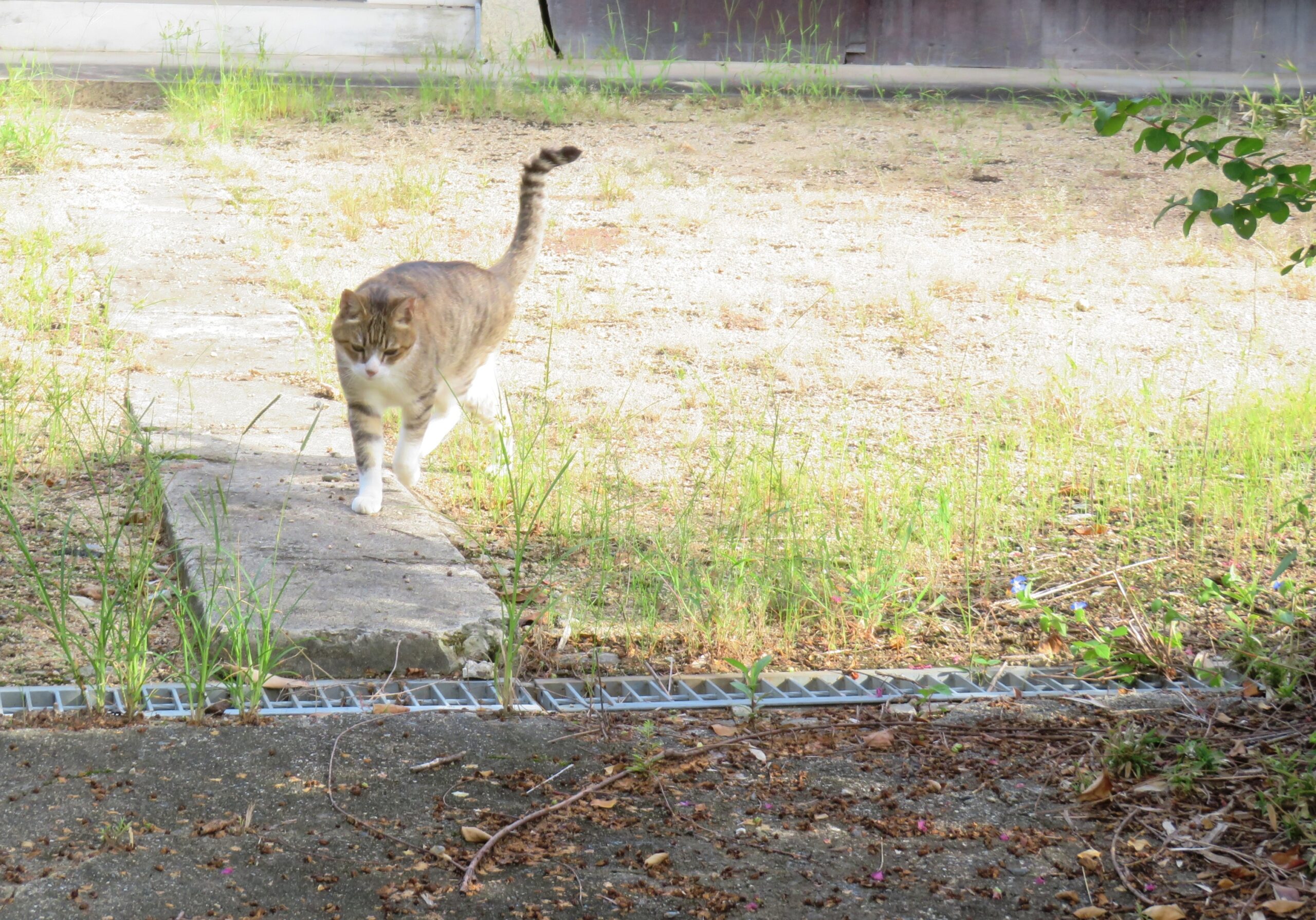 ねこ、風太 巡回