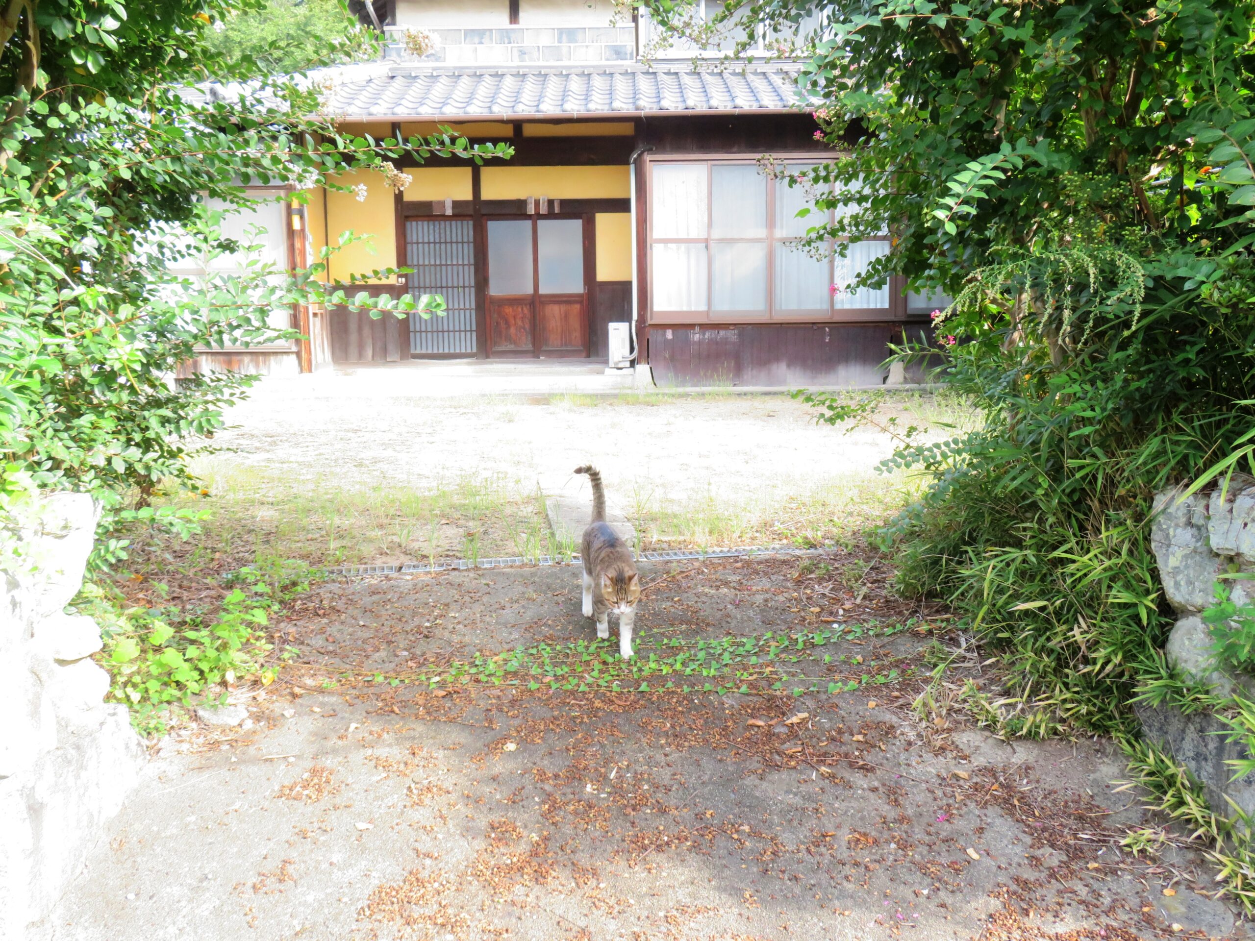 ねこ、風太 巡回
