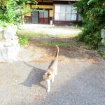 ねこ、風太　巡回