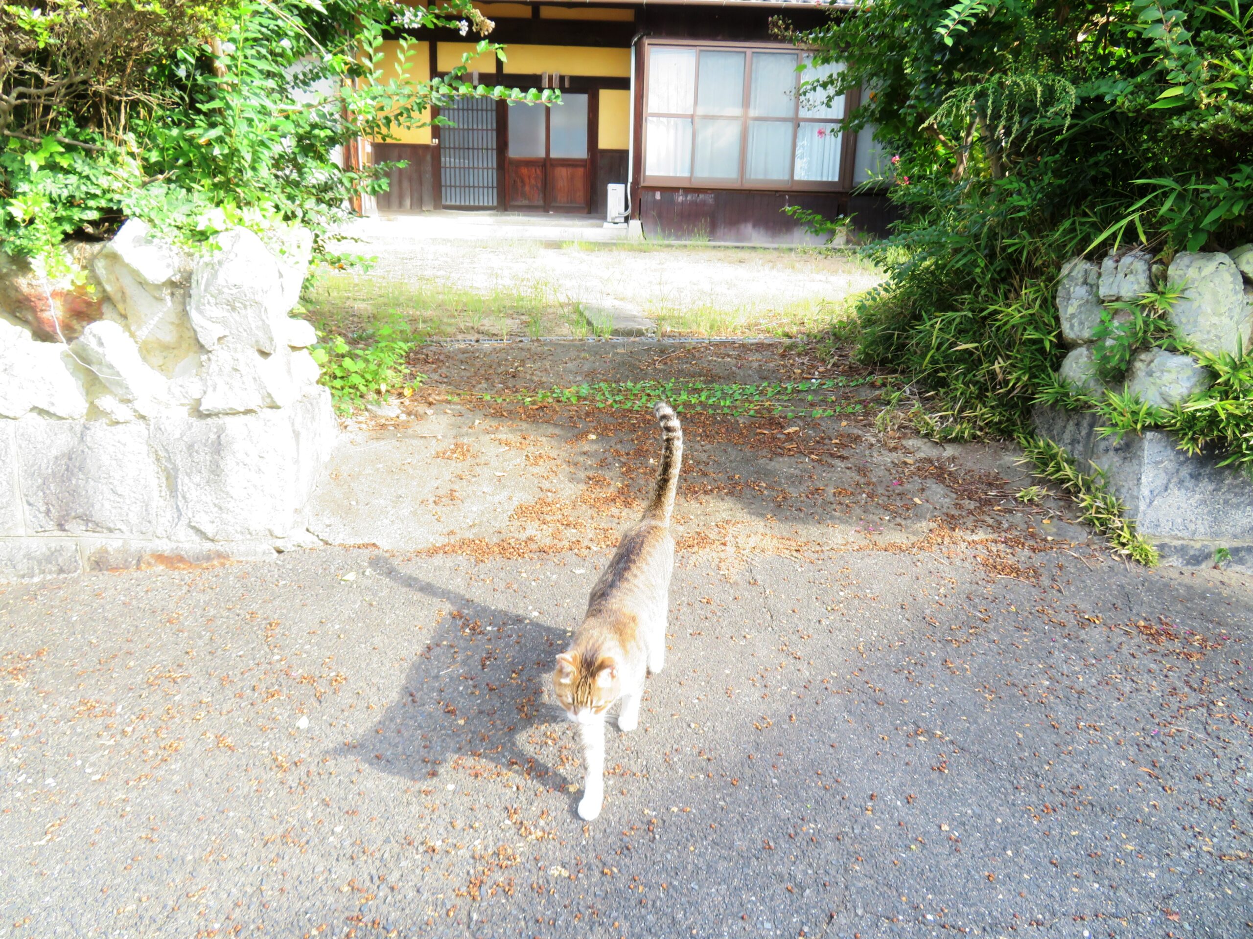 ねこ、風太 巡回