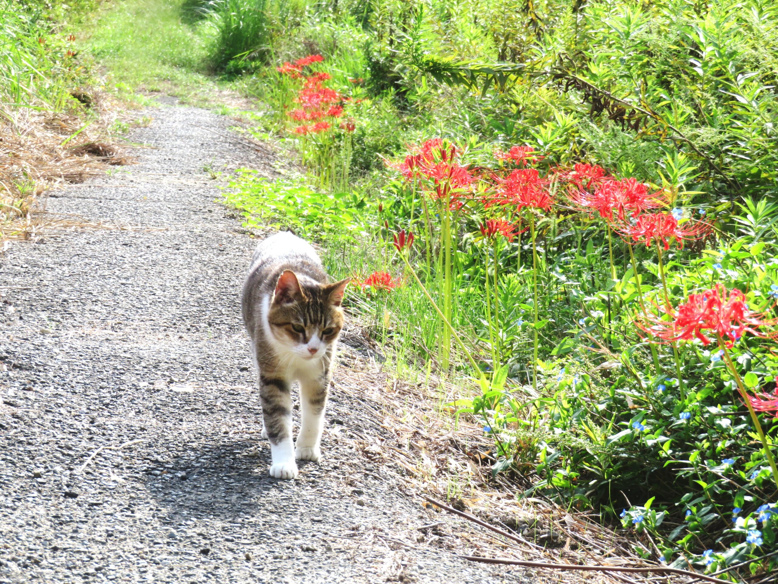 ねこ、風太　巡回