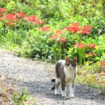 ねこ、風太　巡回