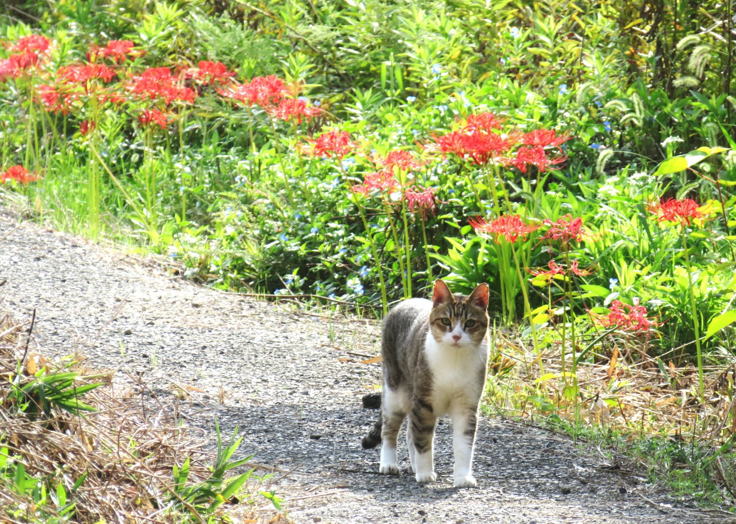 ねこ、風太　巡回