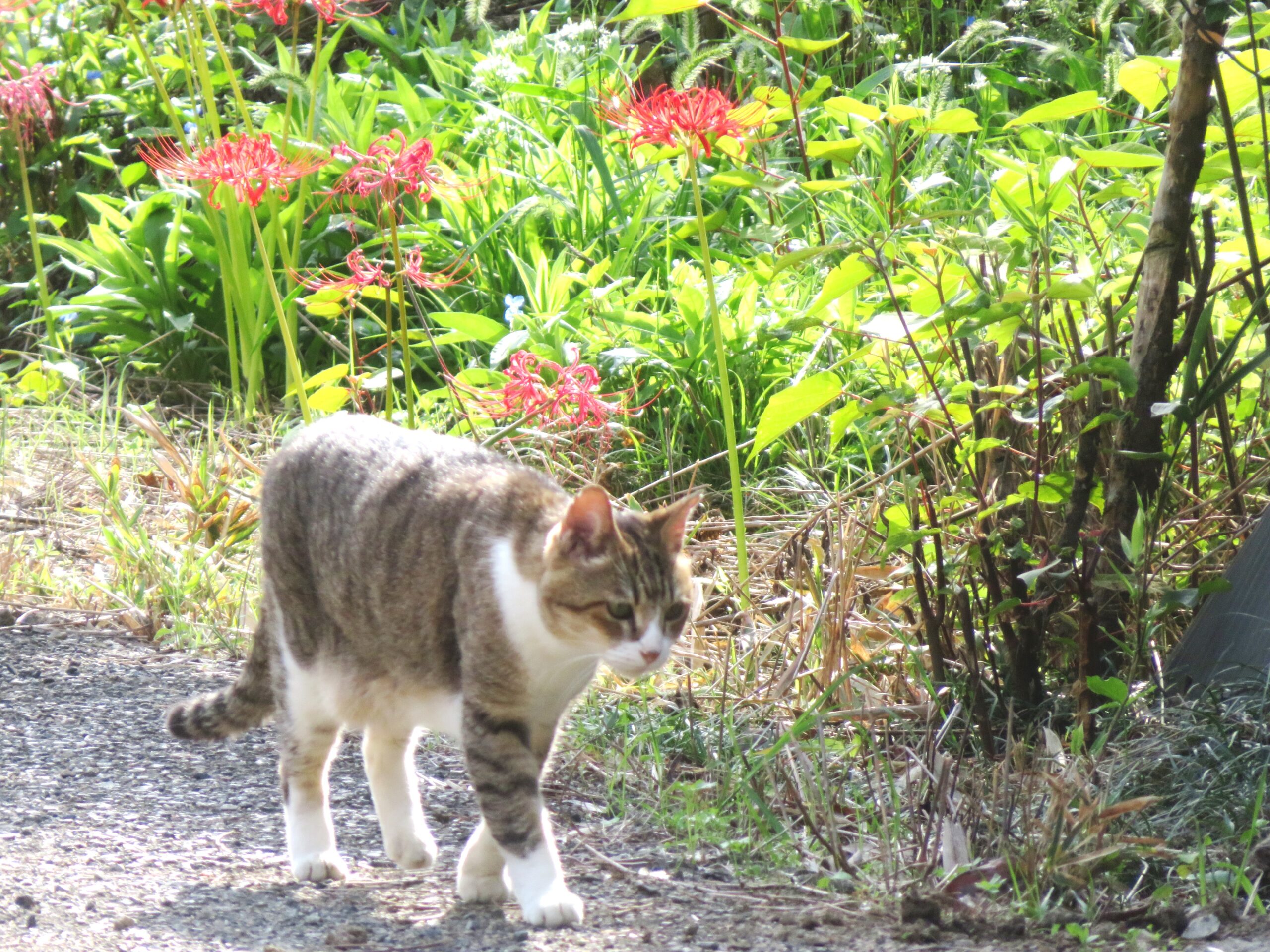 ねこ、風太　巡回