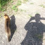 ねこ、風太　巡回