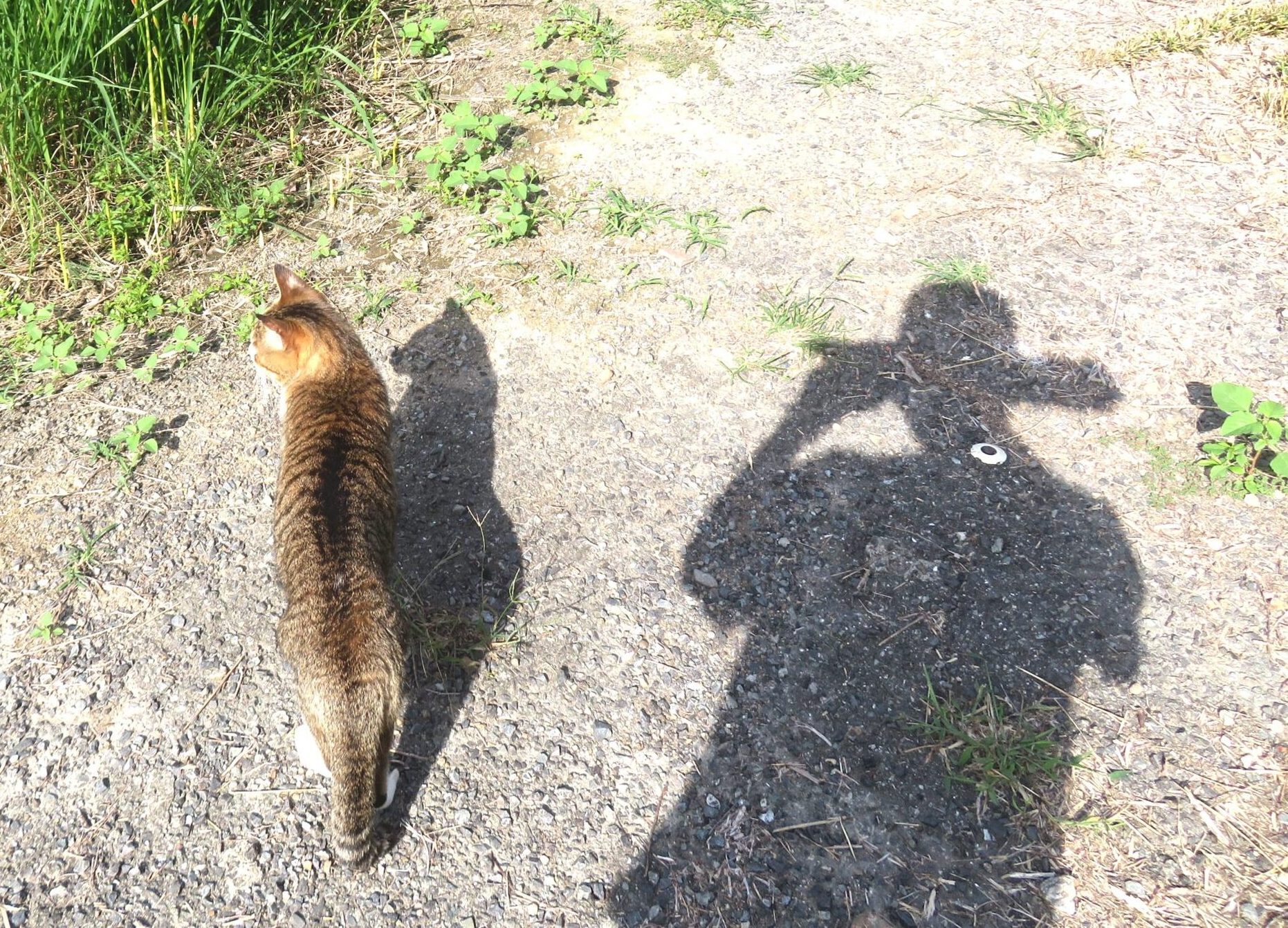 ねこ、風太 巡回