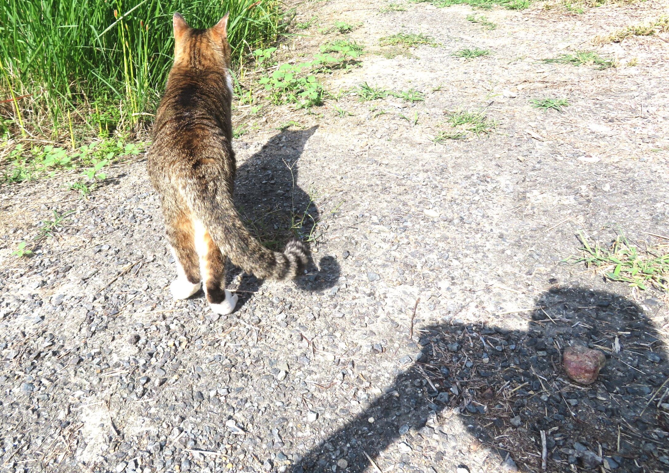 ねこ、風太 巡回