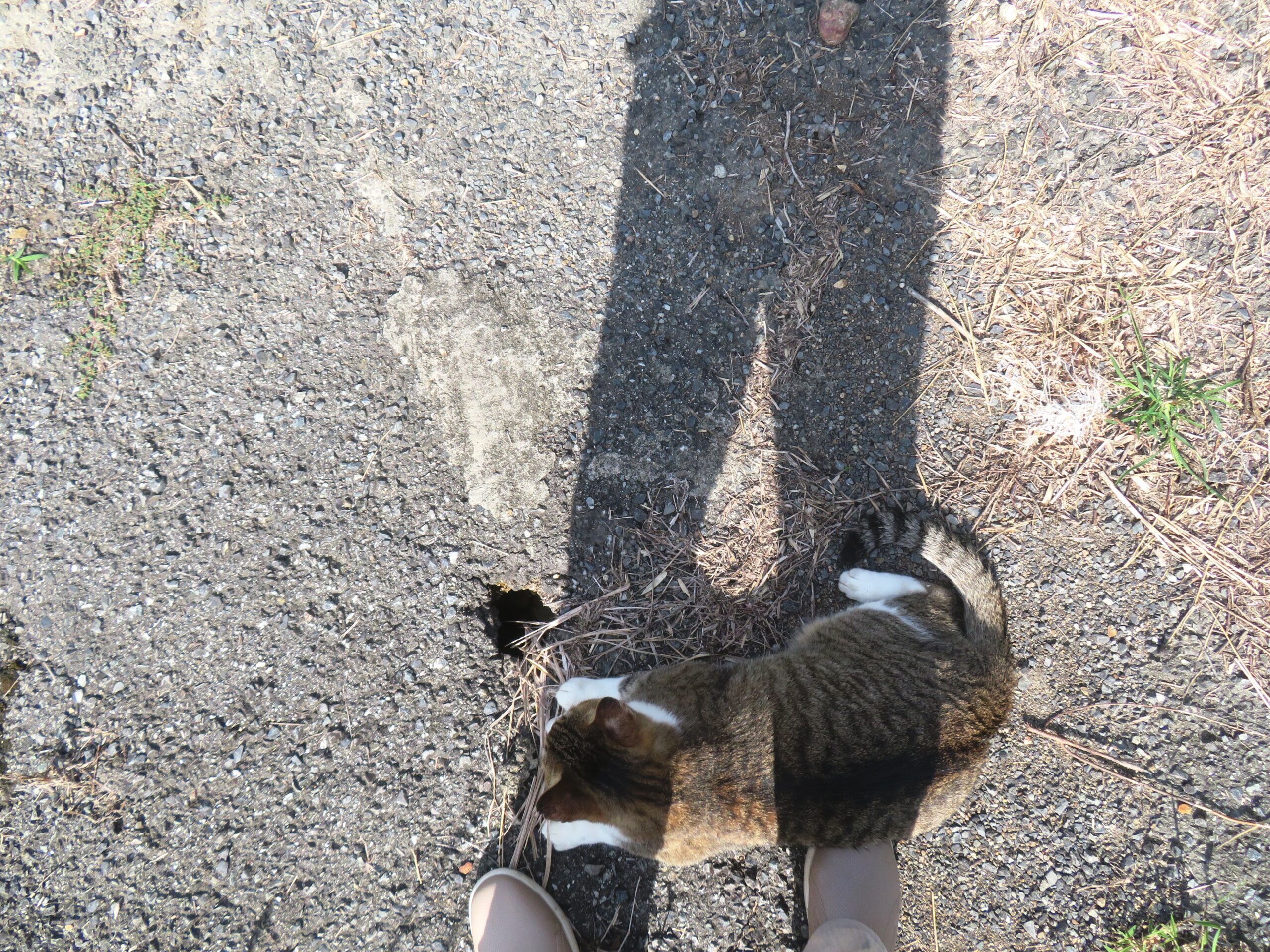 ねこ、風太 巡回