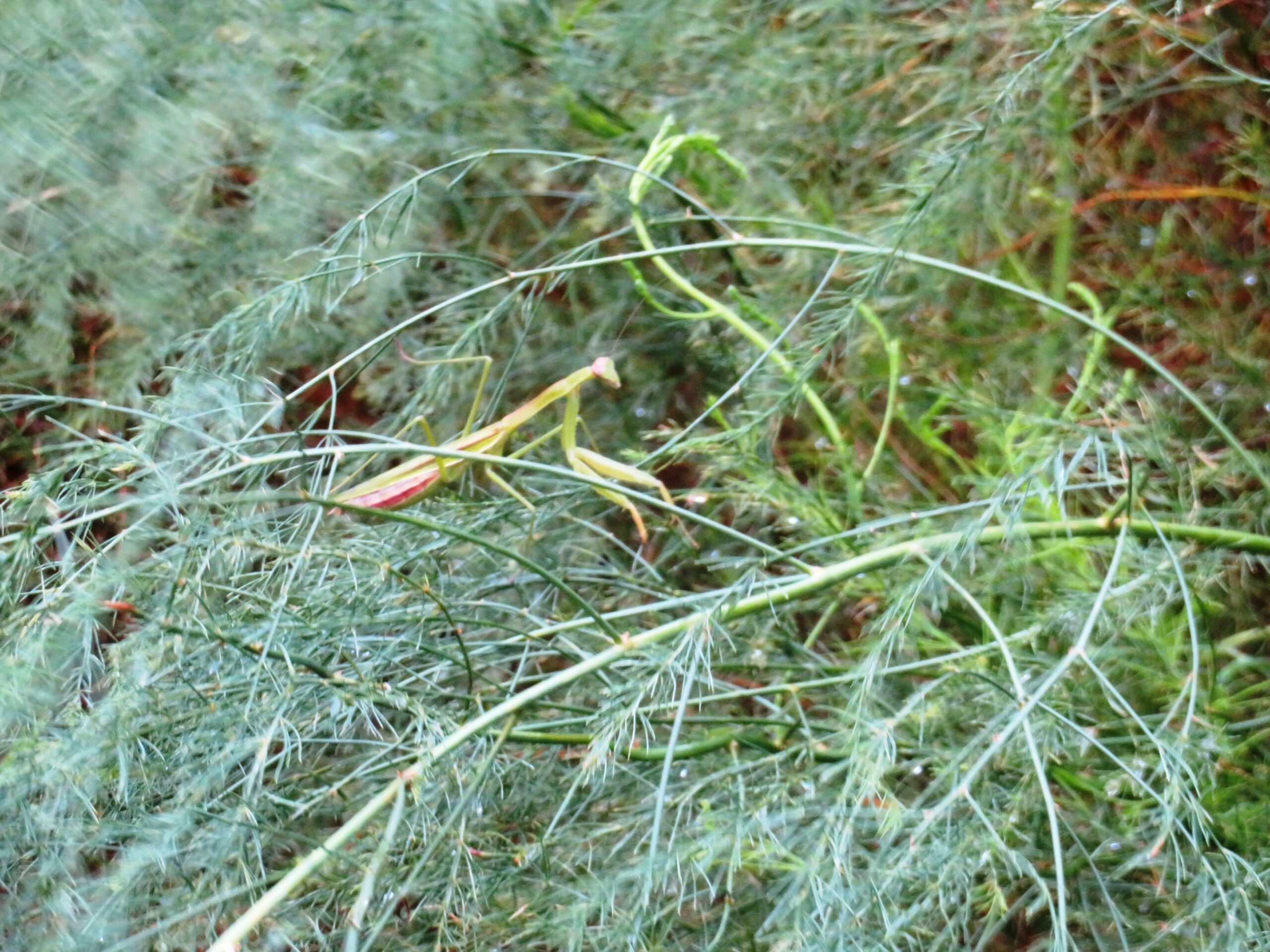 アスパラガスとカマキリ