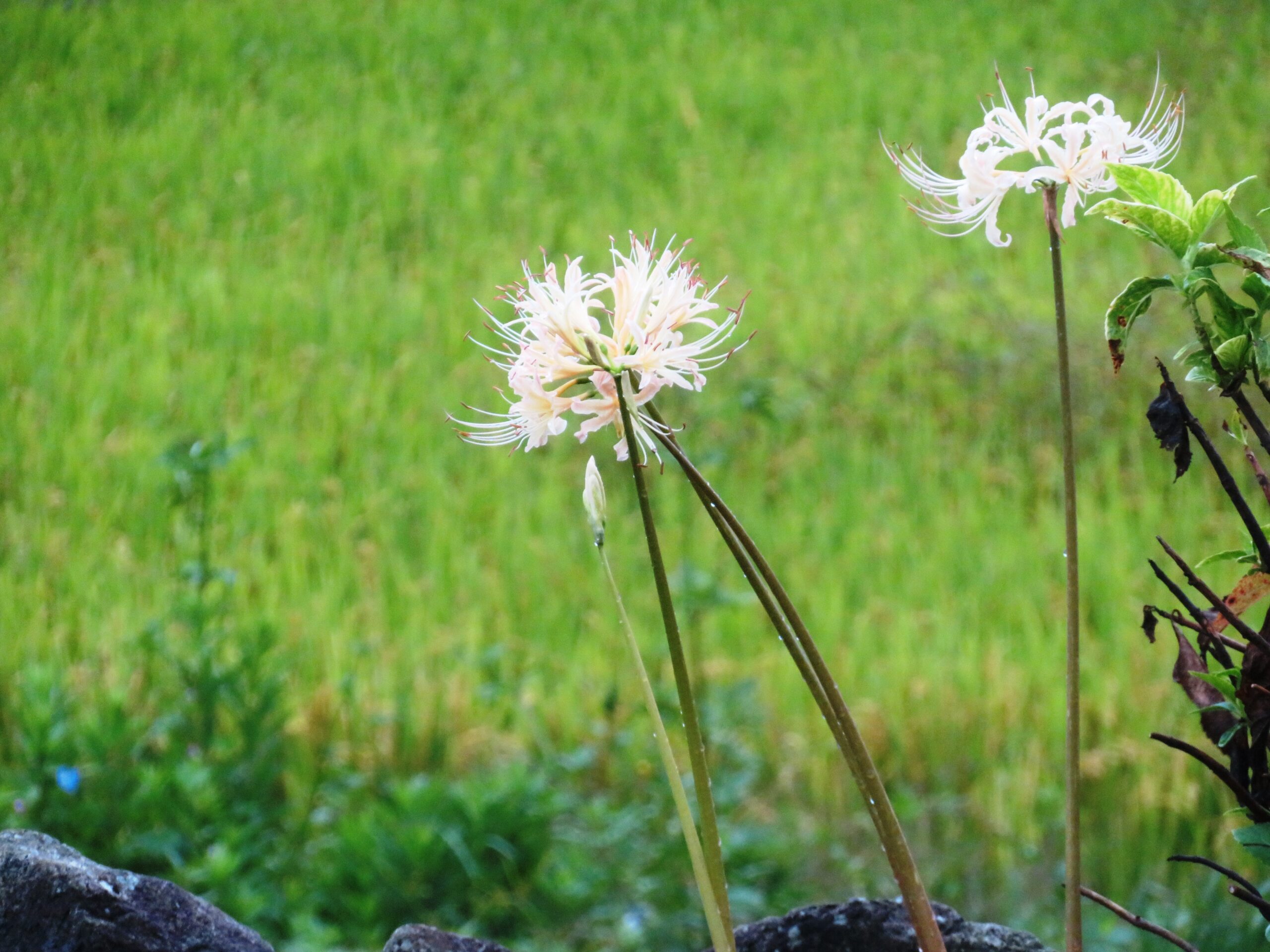 白曼殊沙華