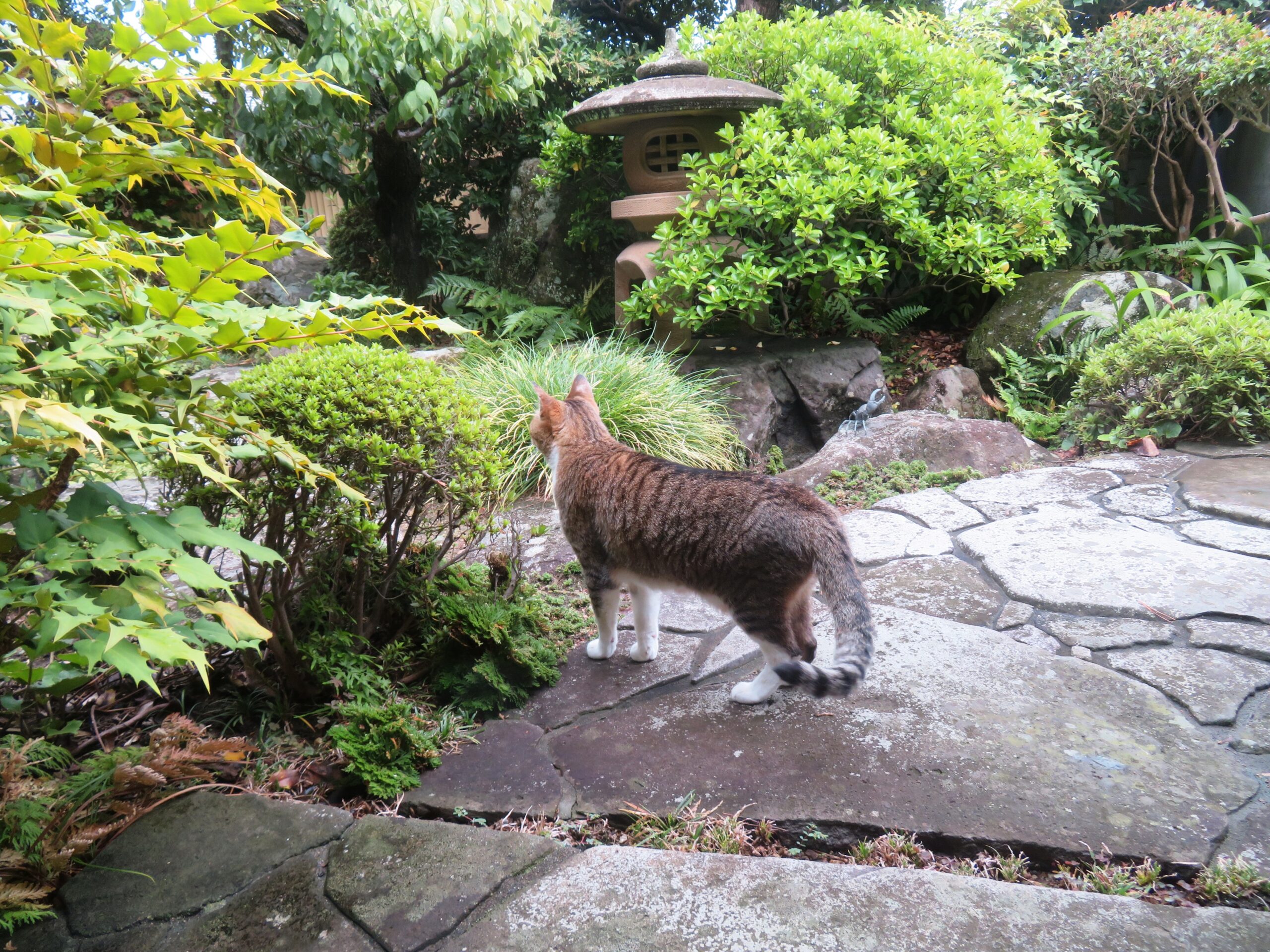 ねこ、風太　巡回