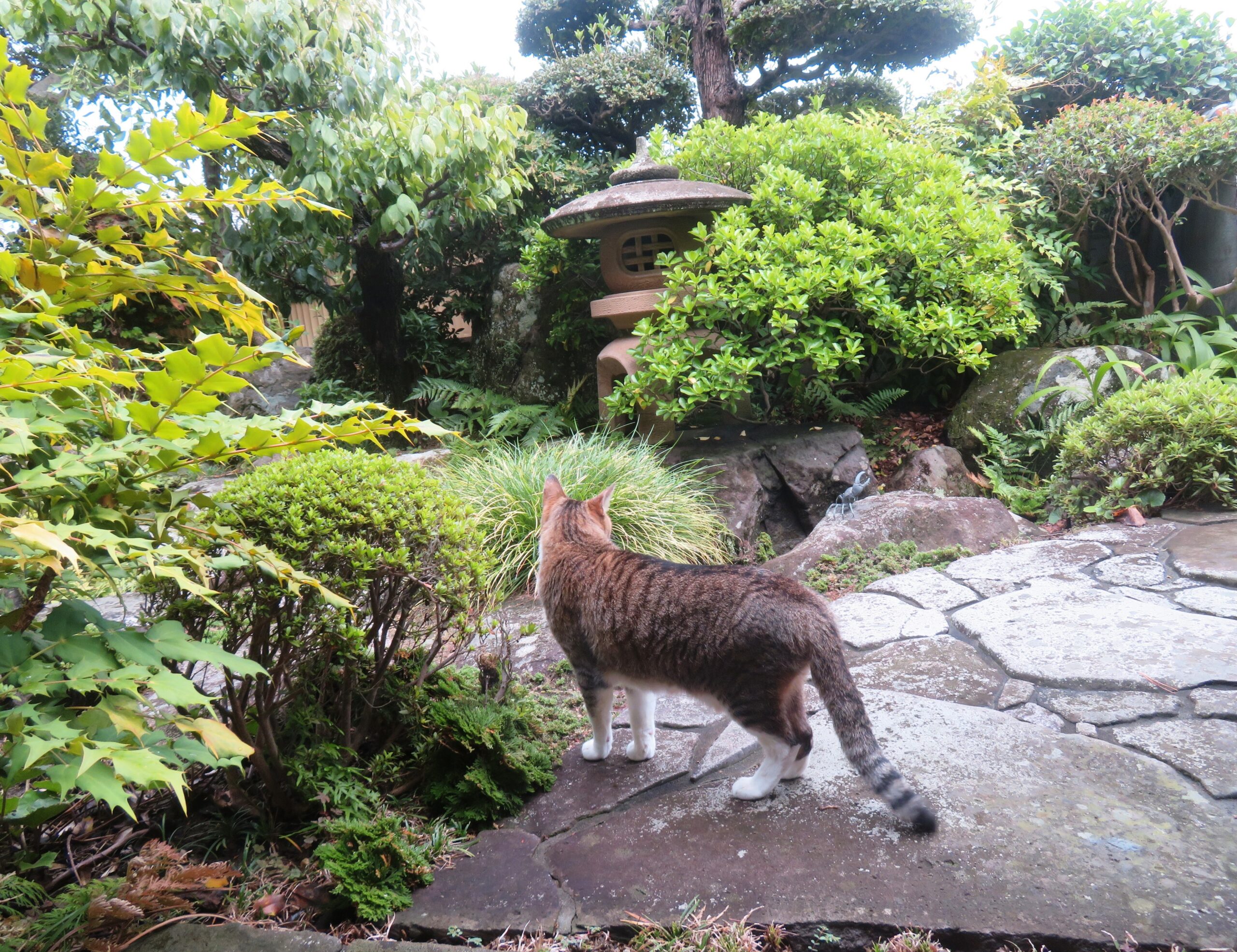 ねこ、風太　巡回