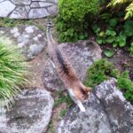 ねこ、風太　巡回