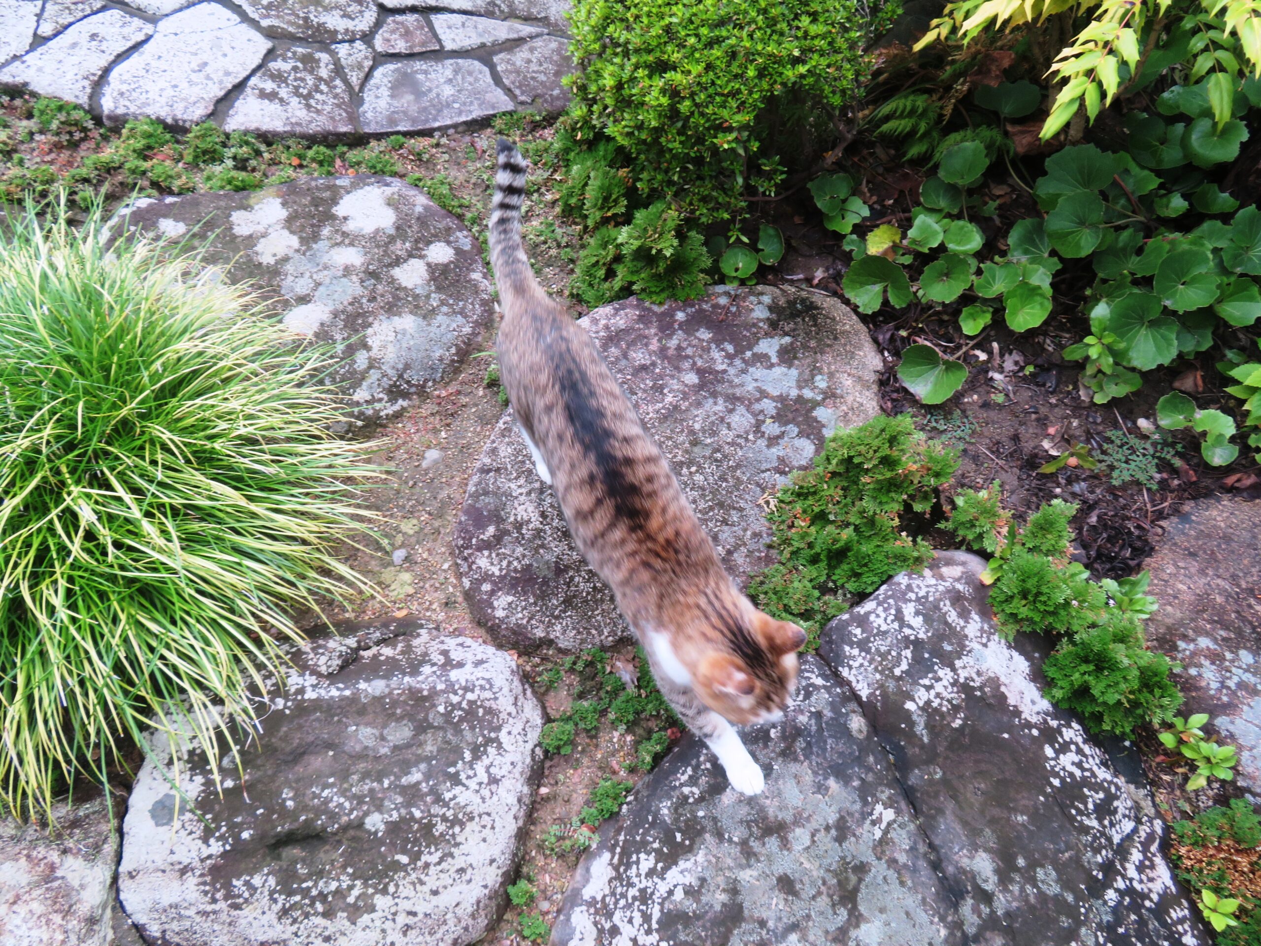 ねこ、風太　巡回