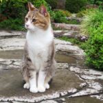ねこ、風太　巡回
