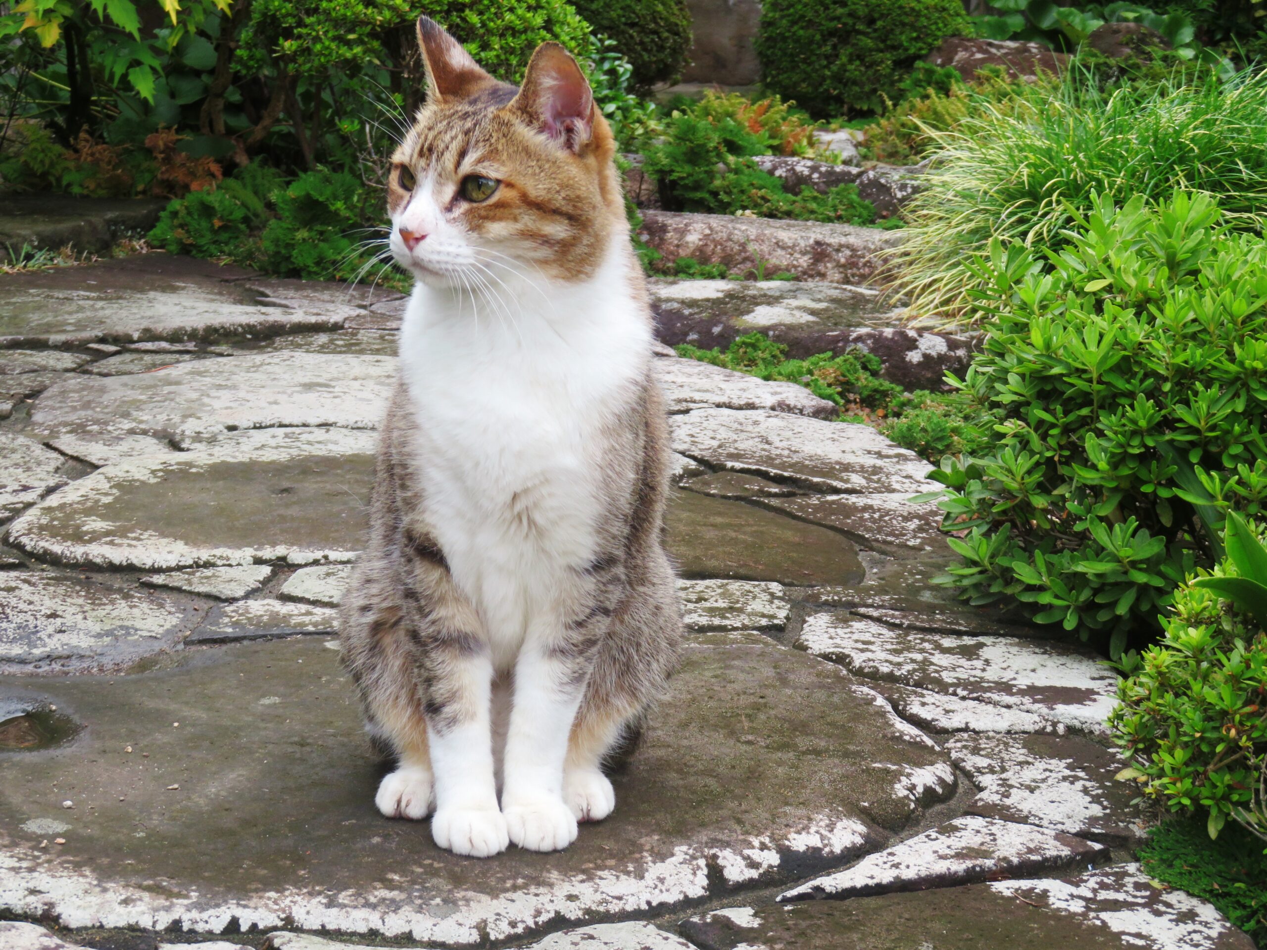 ねこ、風太 巡回