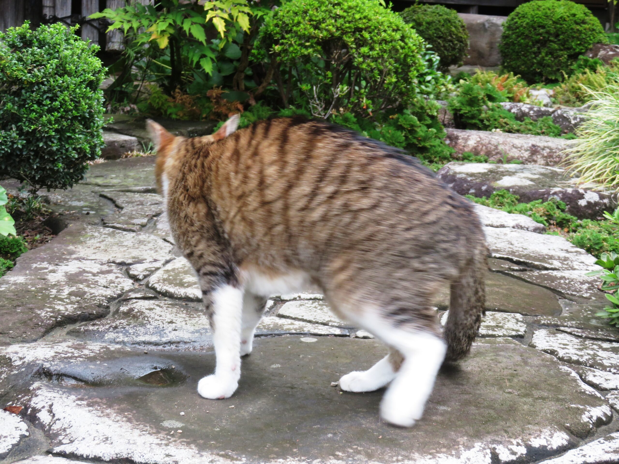 ねこ、風太 巡回