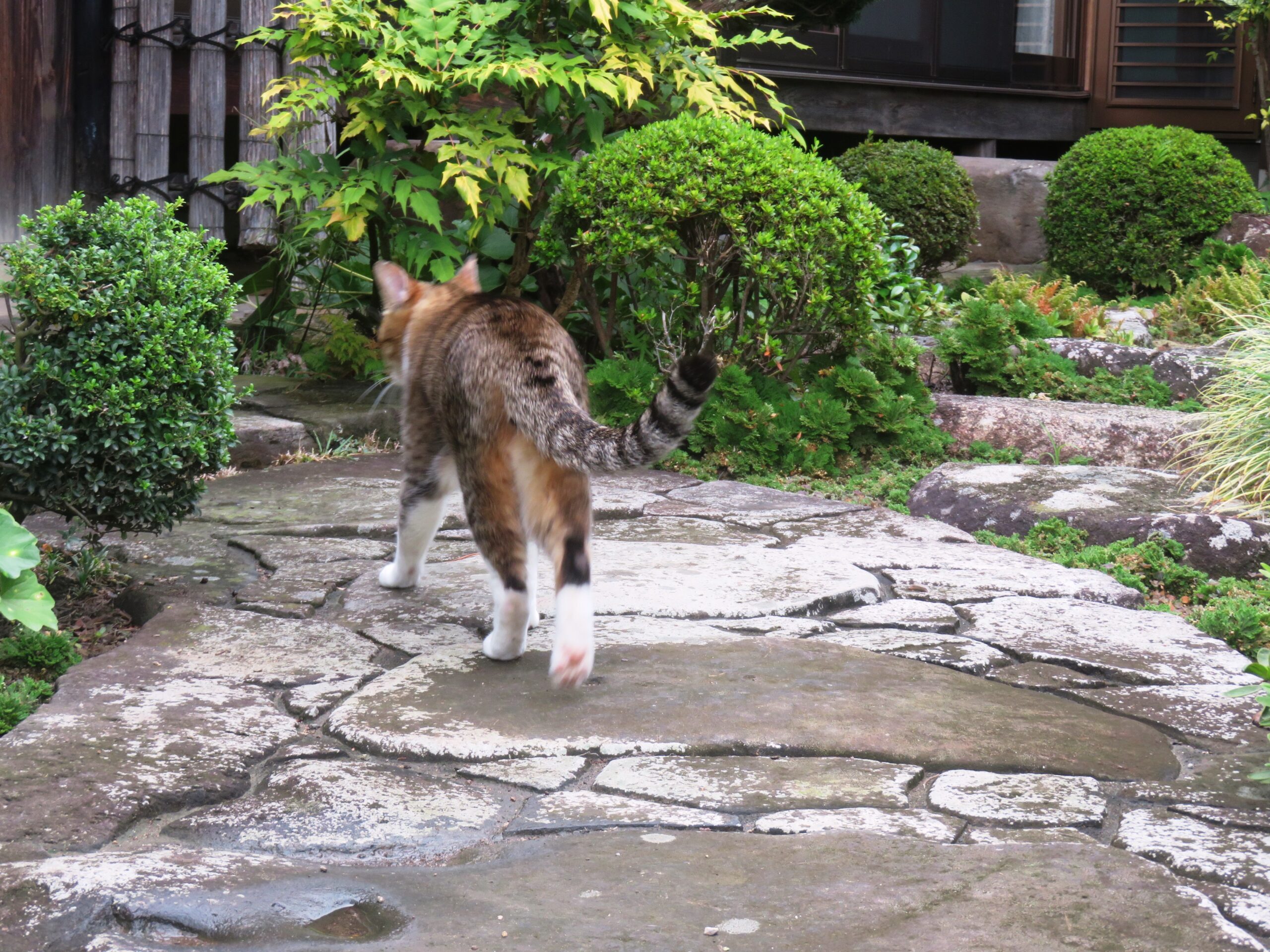 ねこ、風太 巡回