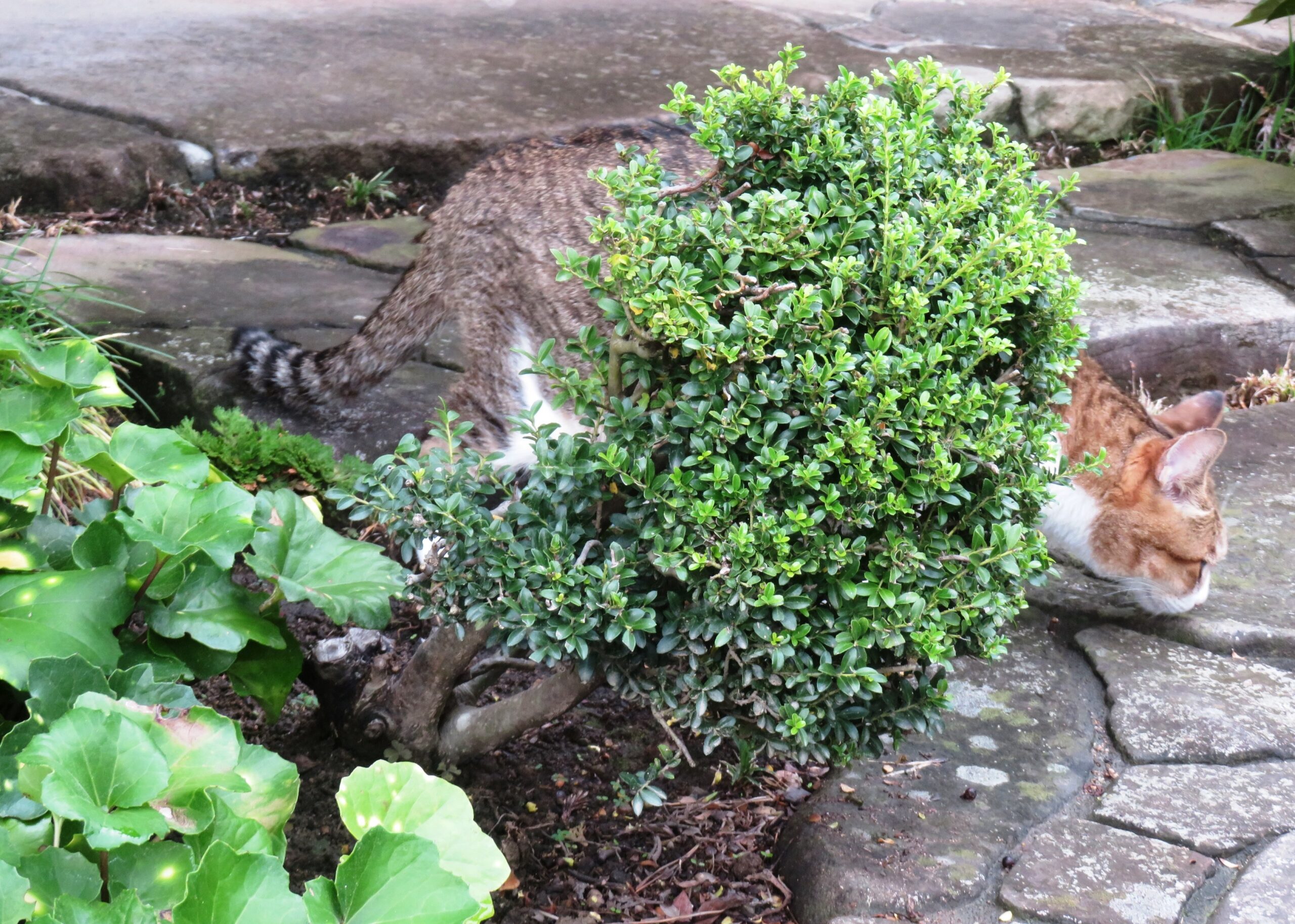 ねこ、風太 巡回