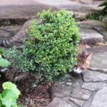 ねこ、風太　巡回