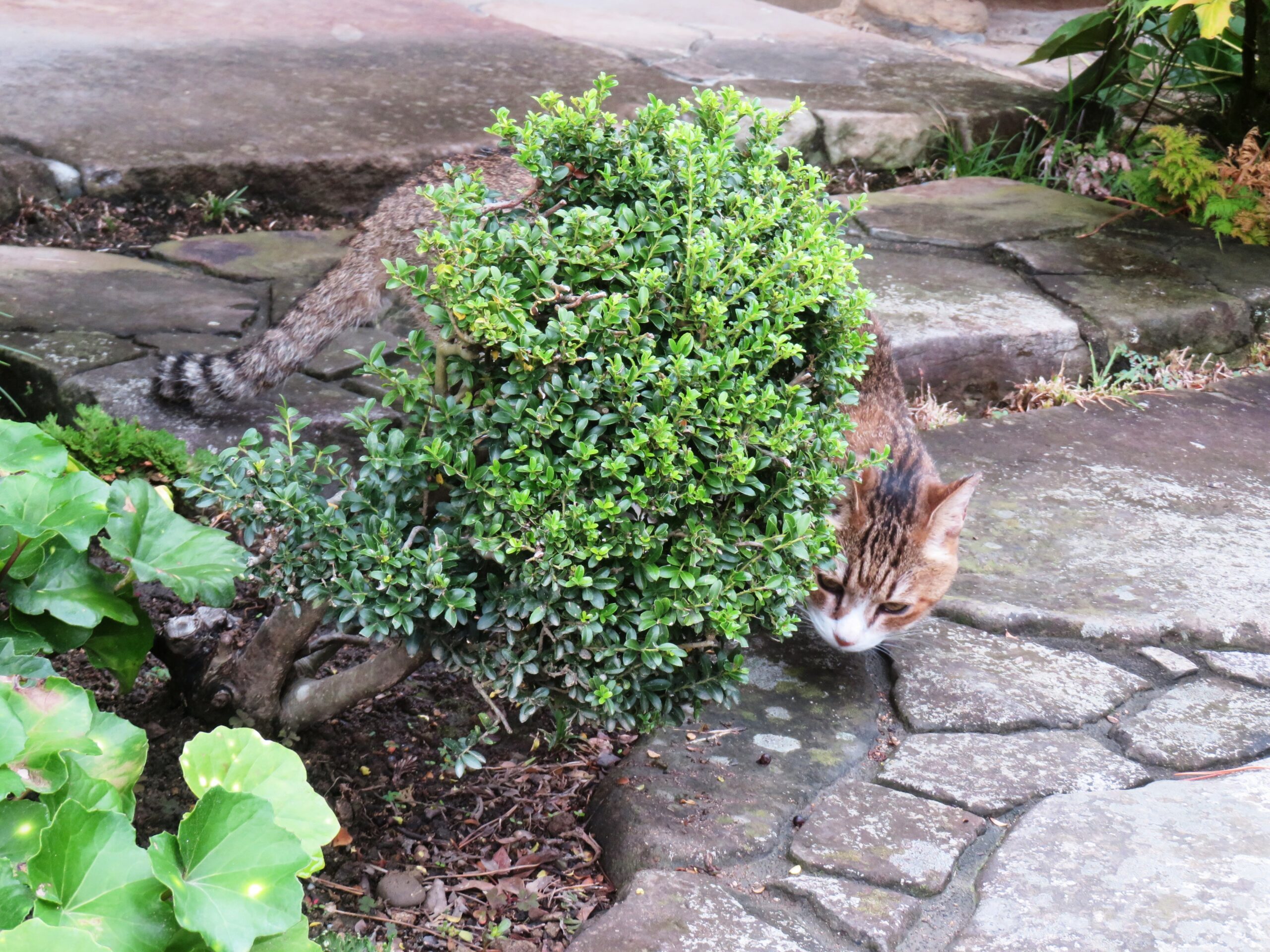 ねこ、風太 巡回