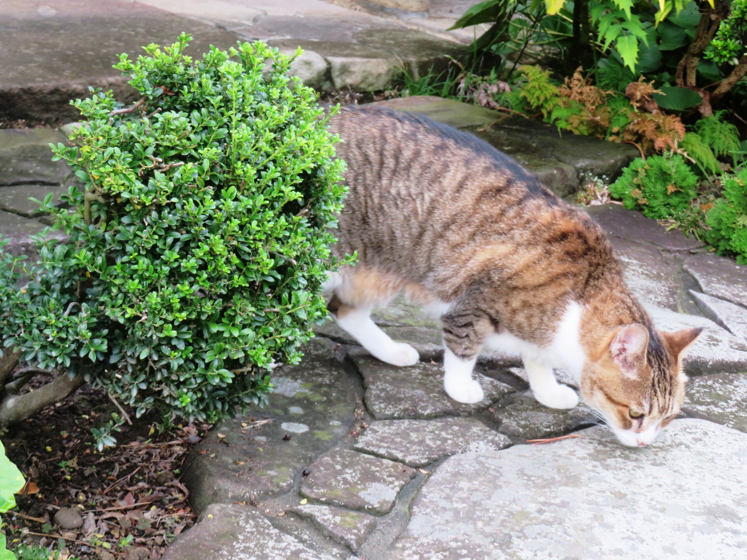 ねこ、風太 巡回