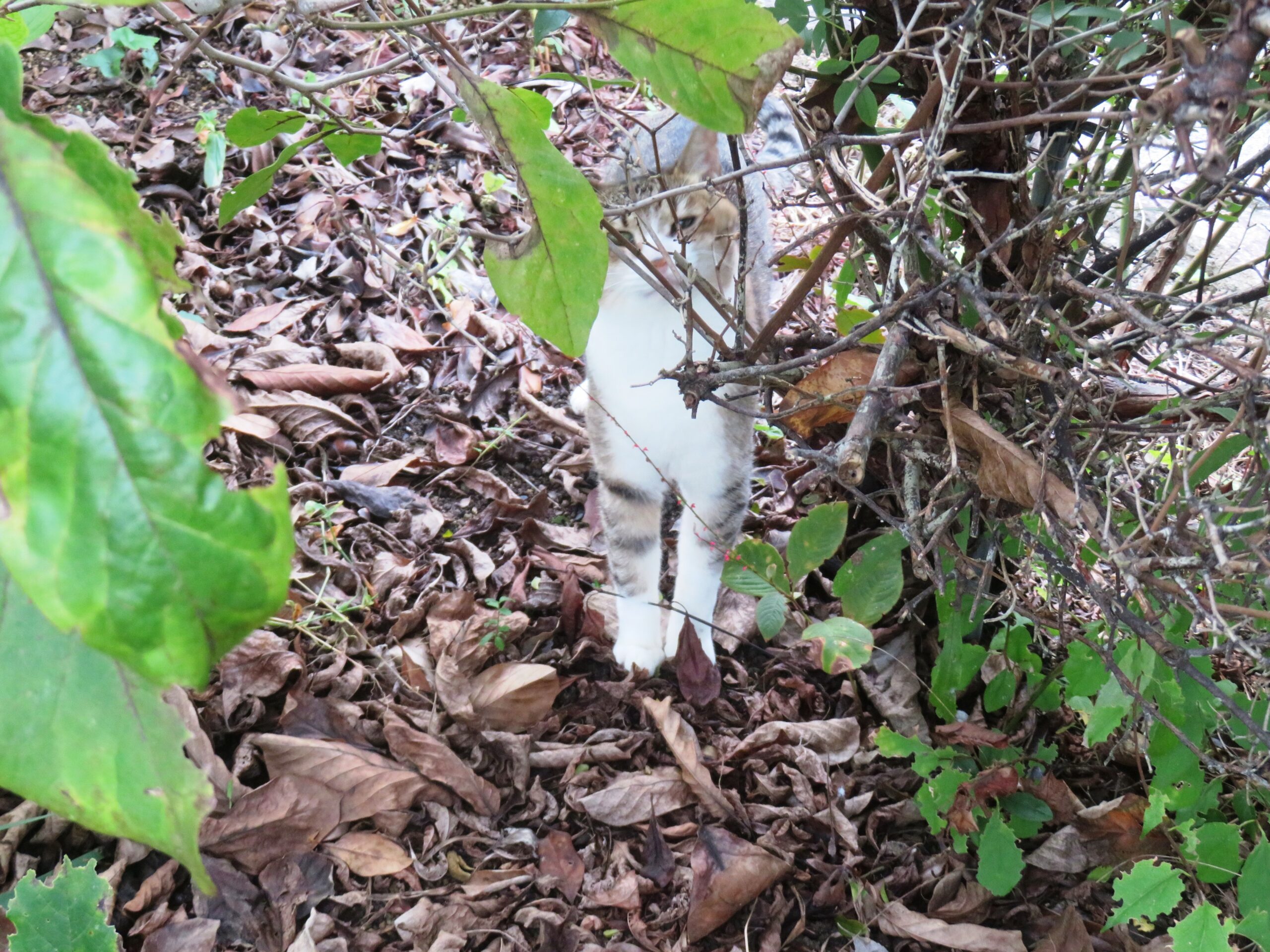 ねこ、風太 巡回