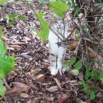ねこ、風太　巡回