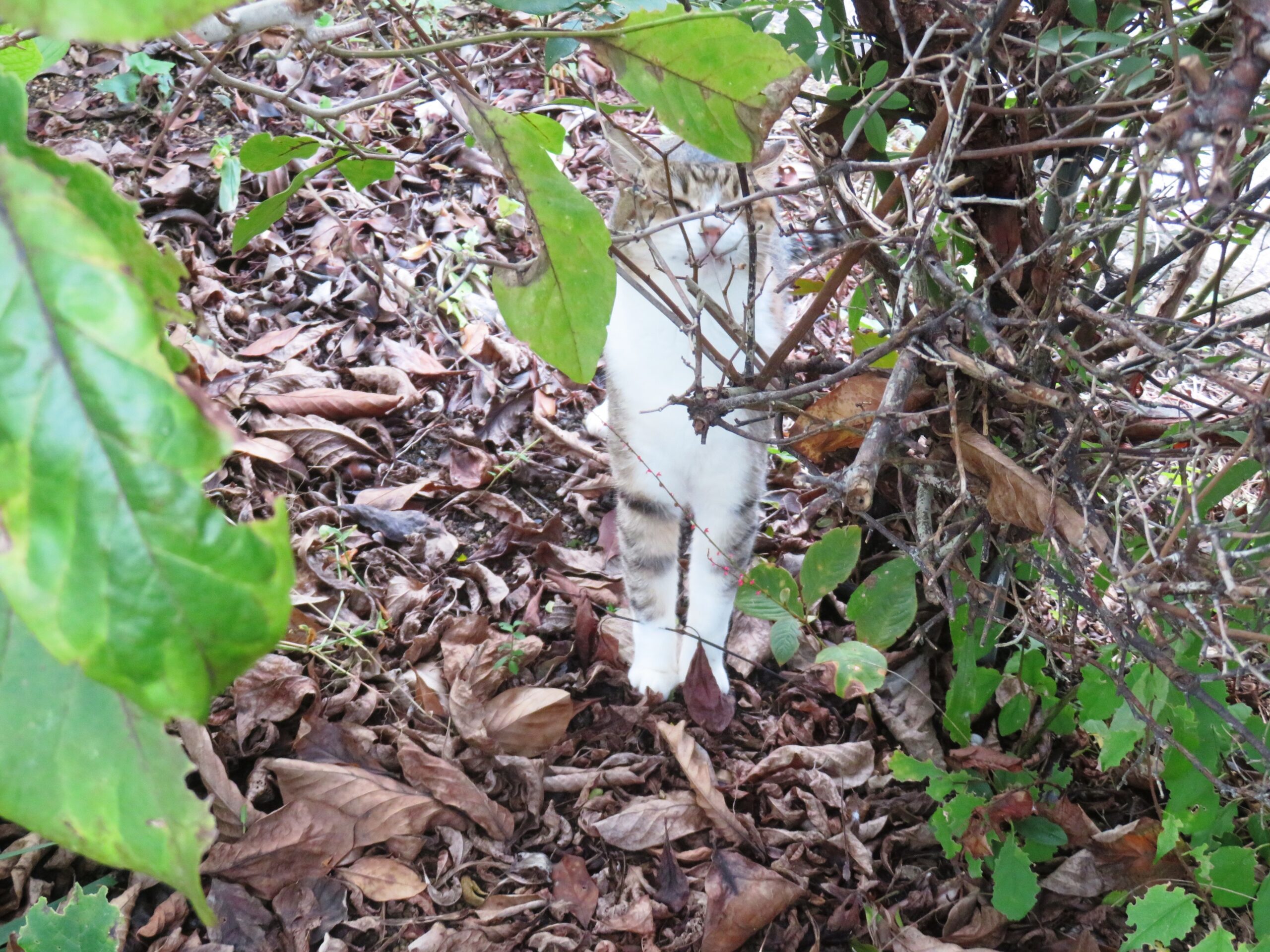 ねこ、風太 巡回