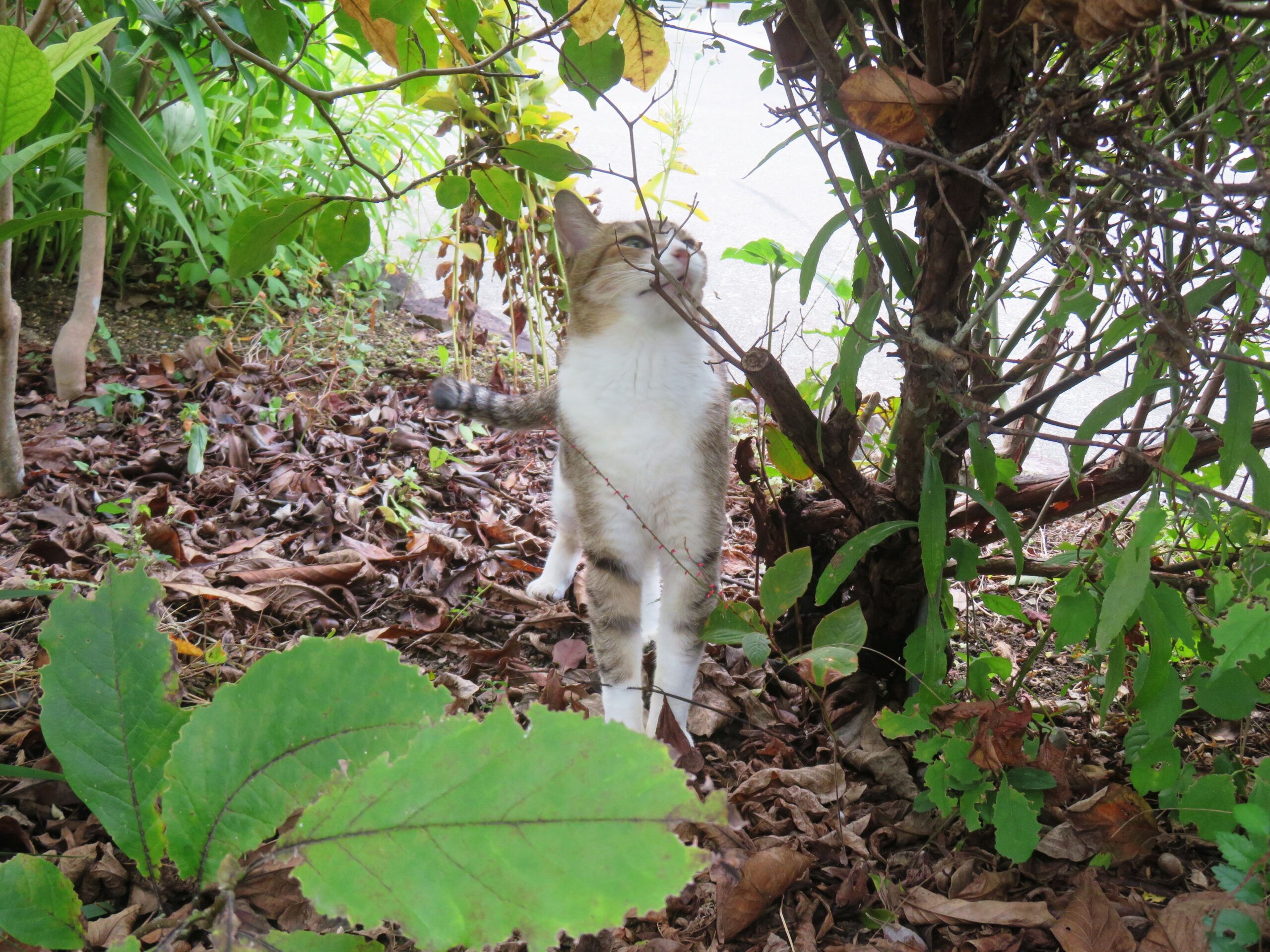 ねこ、風太 巡回